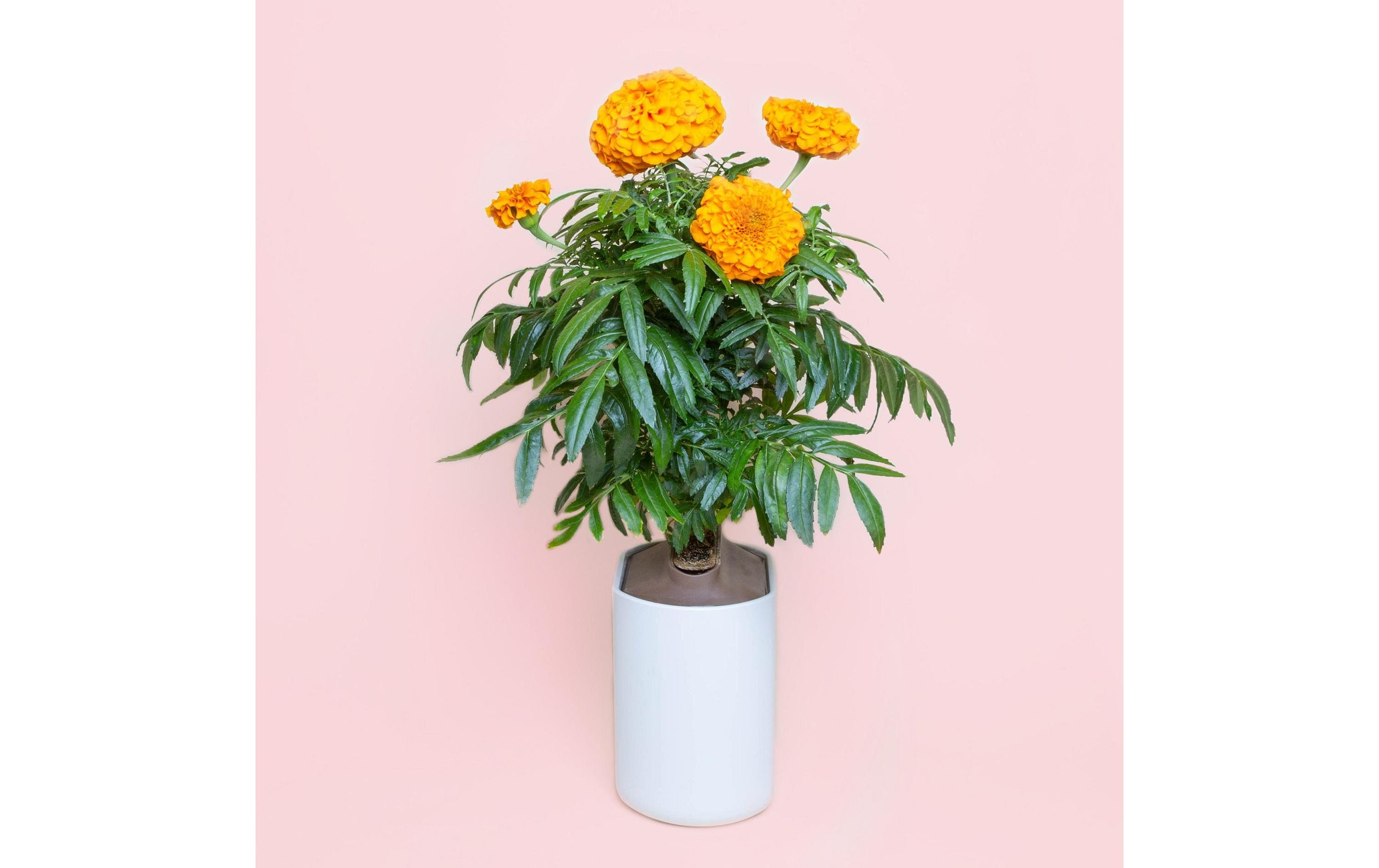 Prêt à Pousser Samen Indische Rose