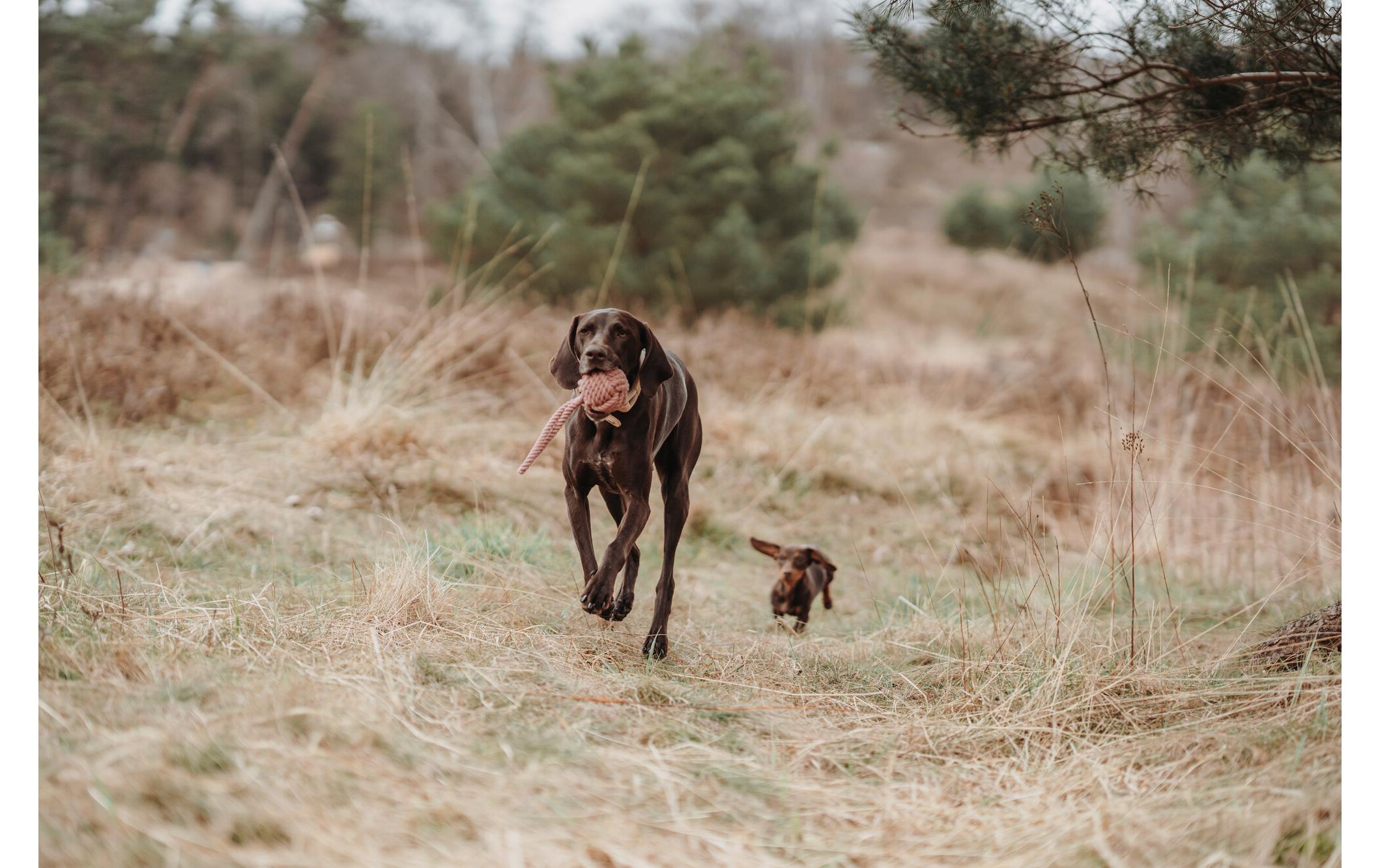 Hunter Hunde-Spielzeug Inari S, Ø 6 cm, Pastellrot