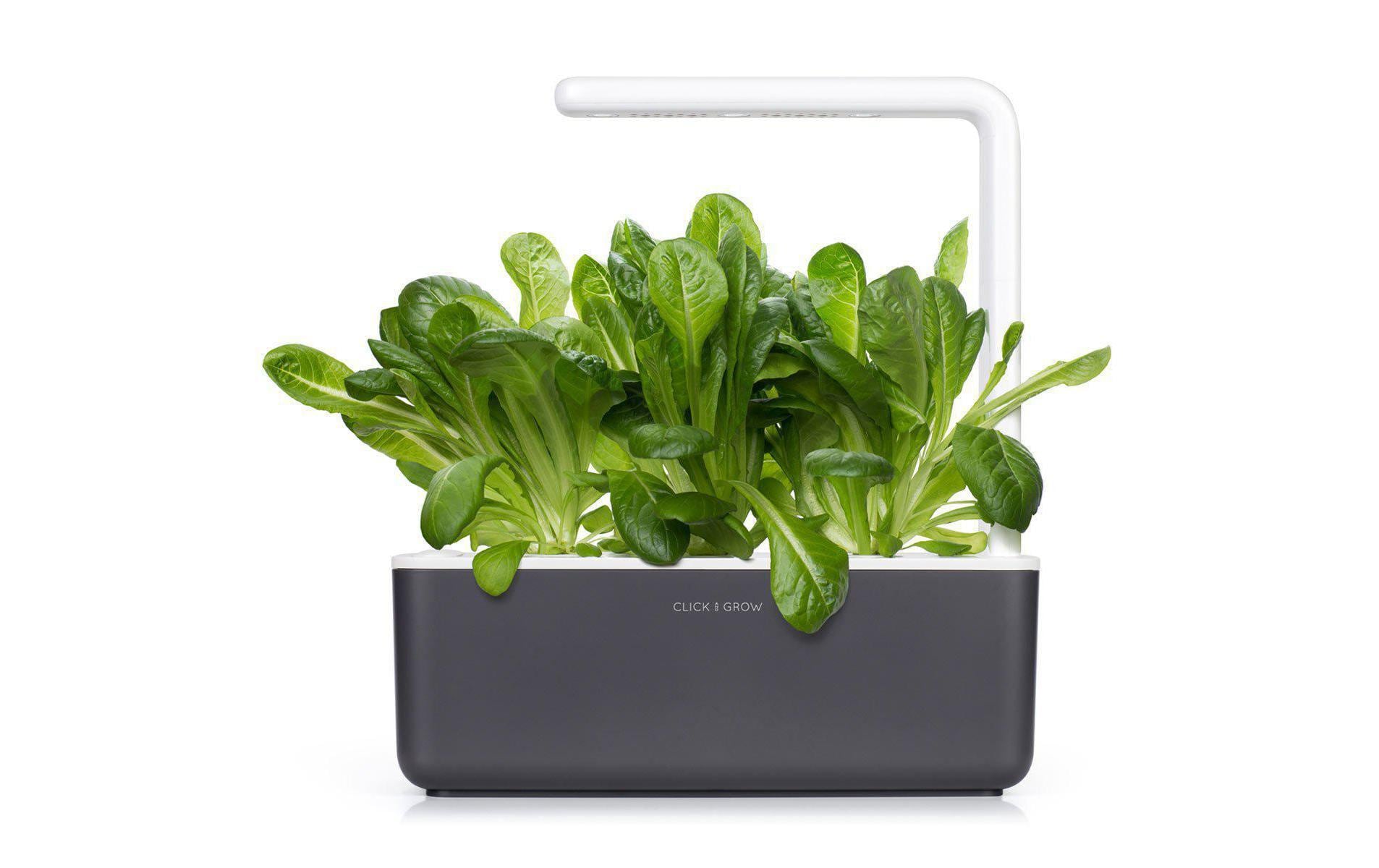 Click and Grow Samen Römersalat Click and Grow Samen Römersalat