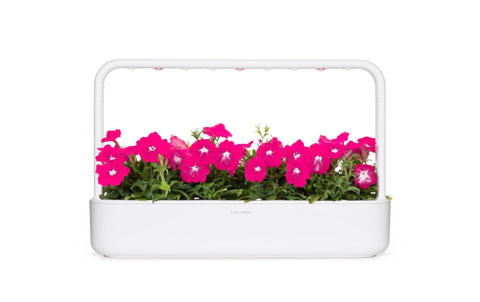 Click and Grow Saatgut Pinke Petunie 3er-Pack