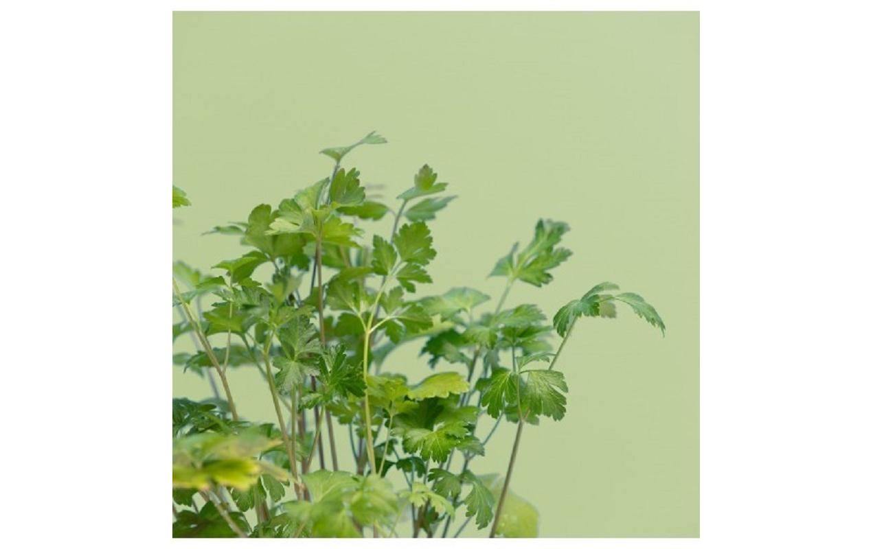 Prêt à Pousser Samen Petersilie Prêt à Pousser Samen Petersilie