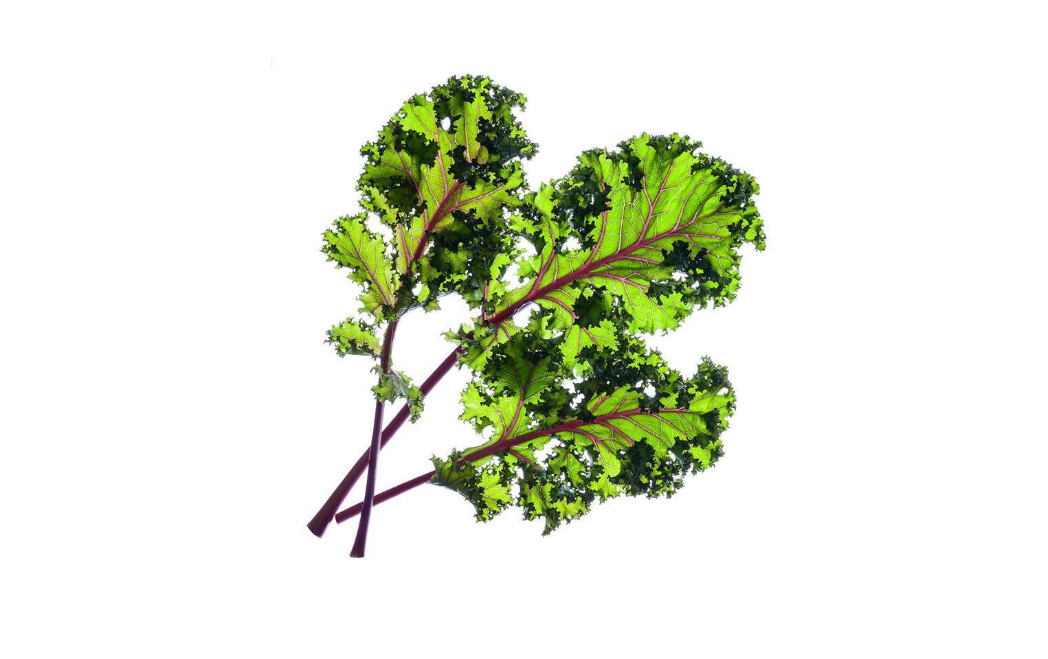 Click and Grow Samen Roter Kohl Nachfüllpackung 3er-Set