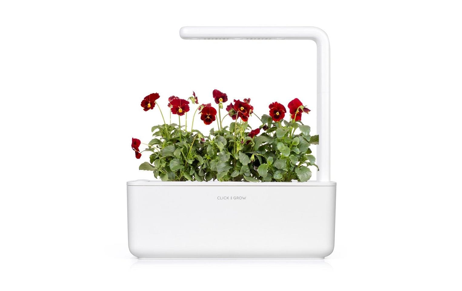 Click and Grow Saatgut Rotes Stiefmütterchen 3er-Pack