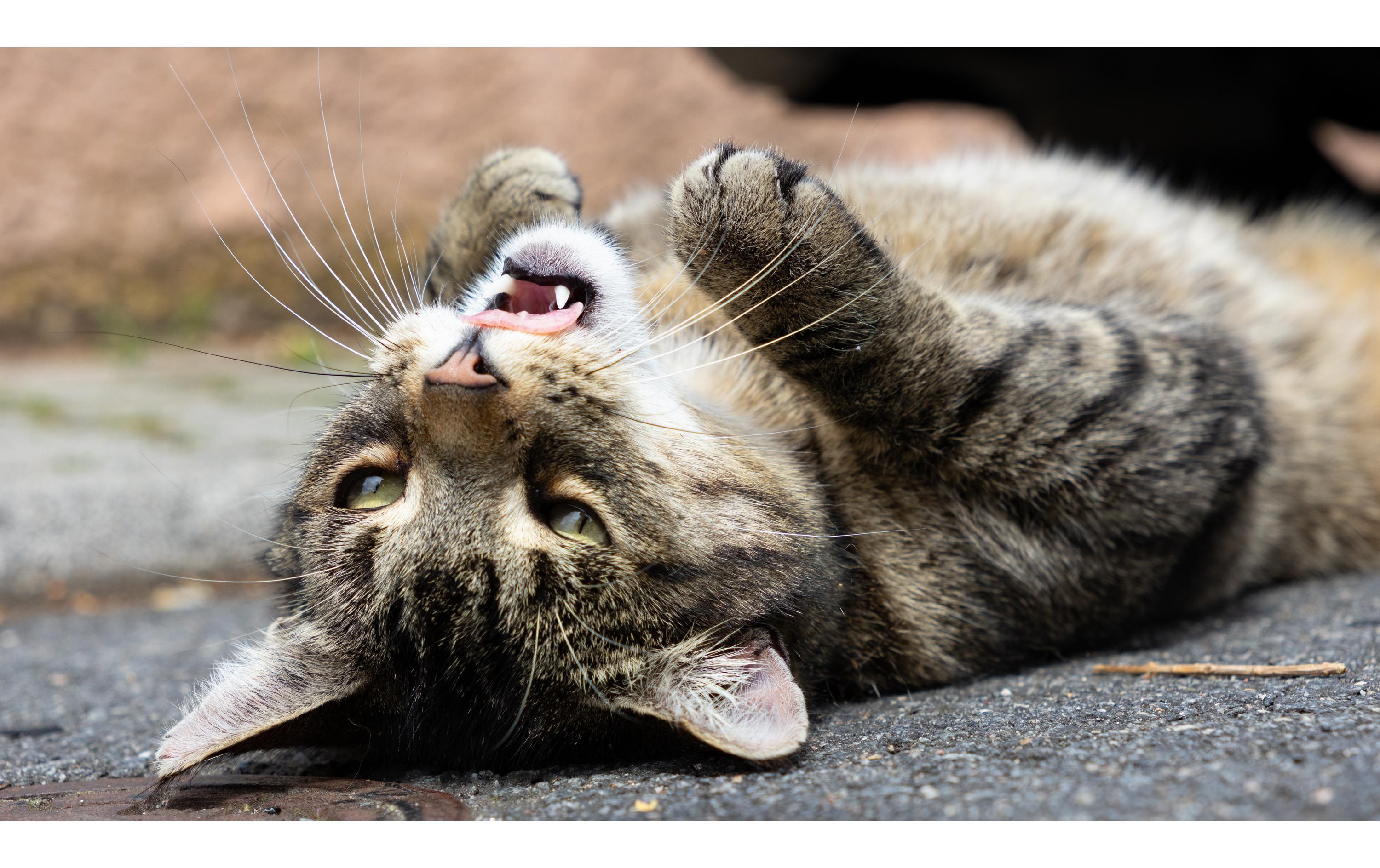 Sigma Zoomobjektiv 18-50mm F/2.8 DC DN Canon RF