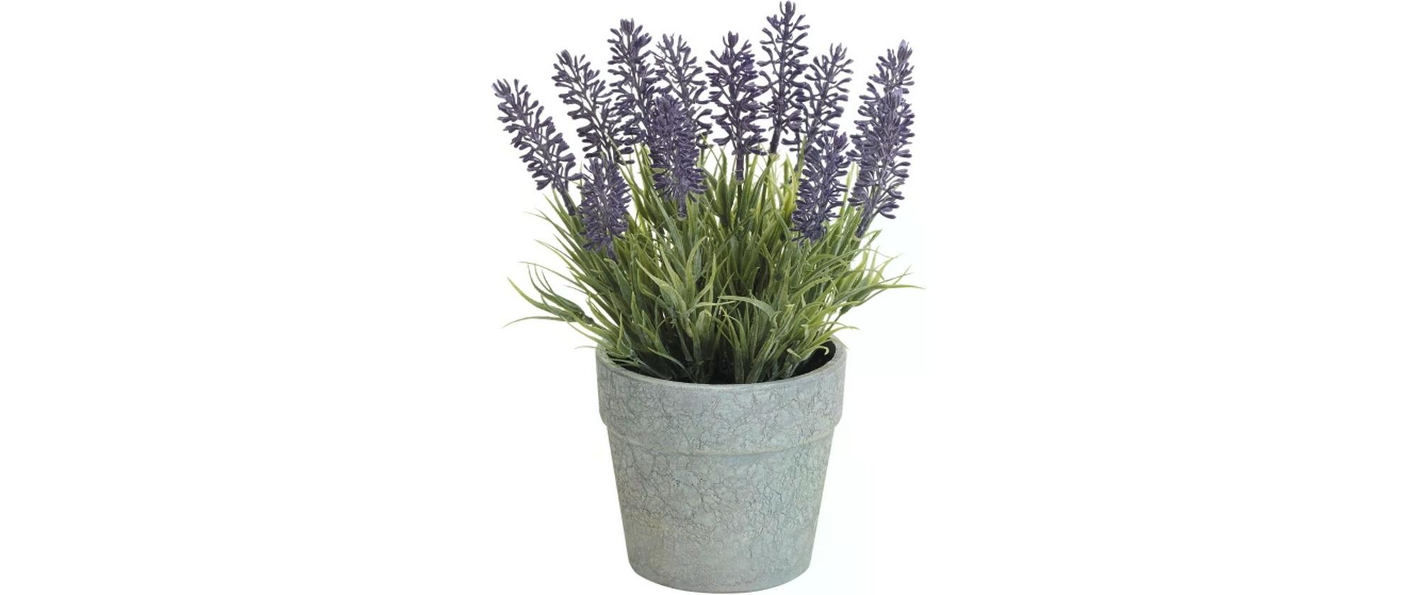 Botanic-Haus Kunstpflanze Lavendel im Topf 22 cm