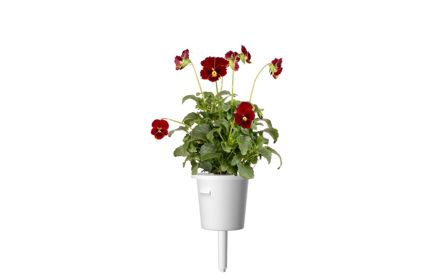 Click and Grow Saatgut Rotes Stiefmütterchen 3er-Pack