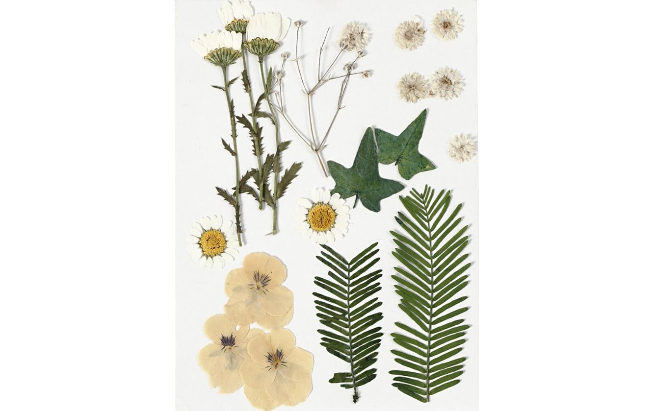 Creativ Company Streudeko Gepresste Blüten und Blätter, Gelb, 19 sort.