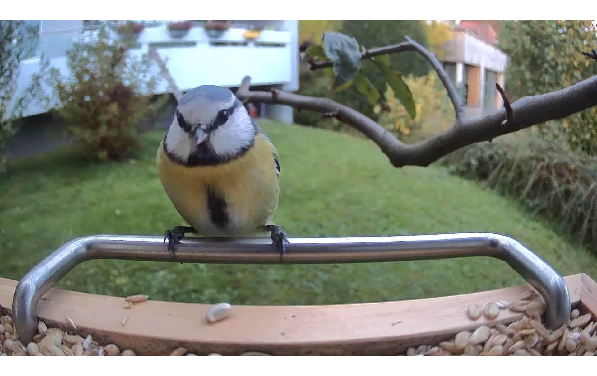 Sanilu Vogelfutterhaus mit Kamera ohne Solarpanel