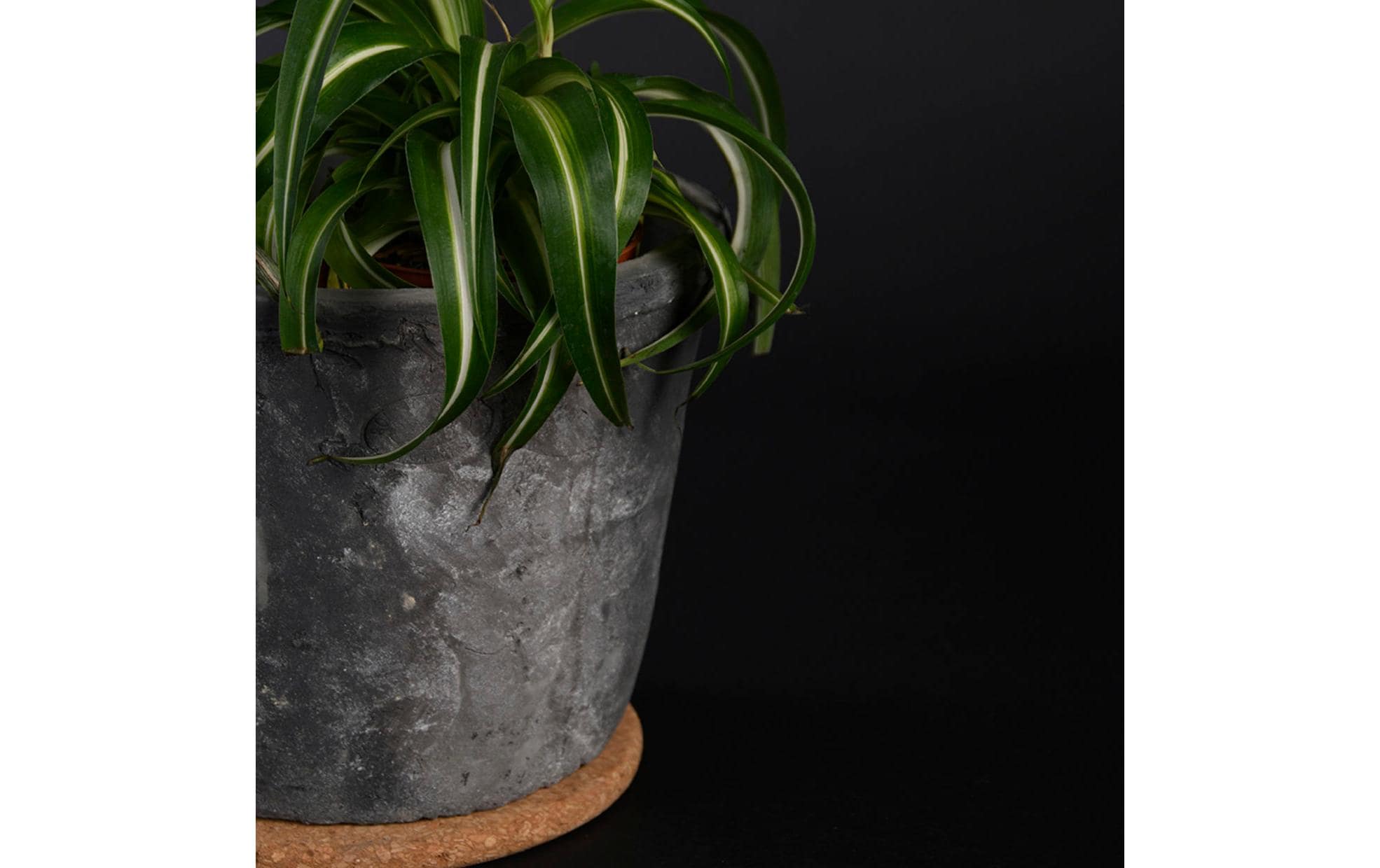 Esschert Design Topfuntersetzer L, 15 cm, Braun Esschert Design Topfuntersetzer L, 15 cm, Braun