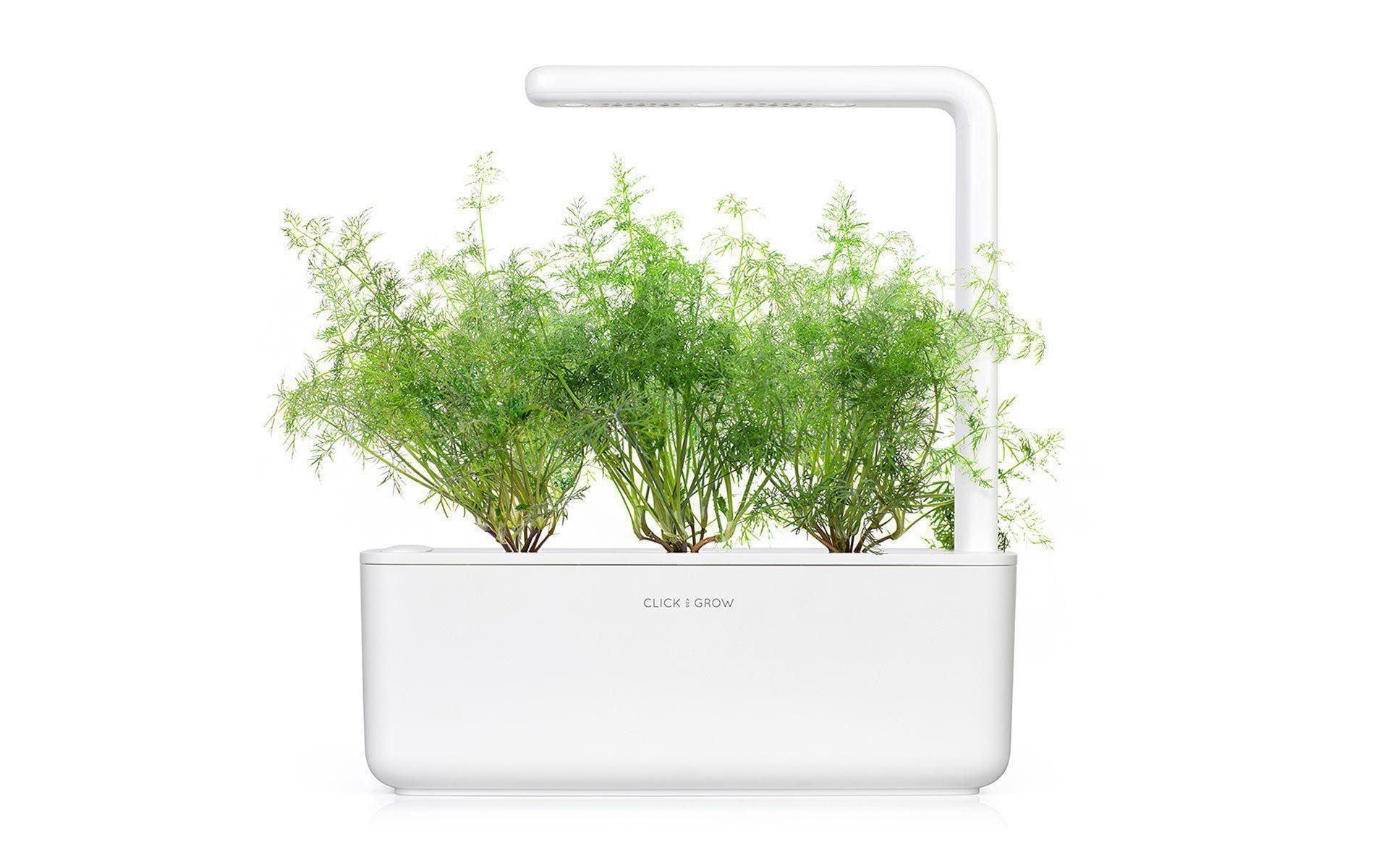 Click and Grow Samen Dill