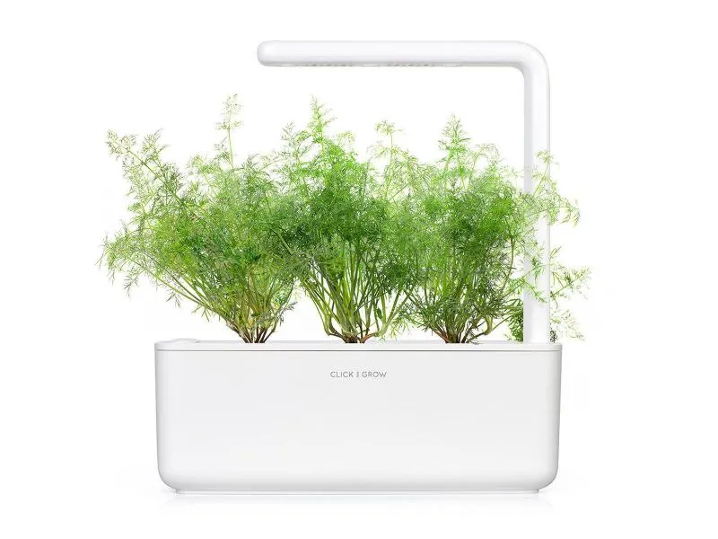 Click and Grow Samen Dill Click and Grow Samen Dill