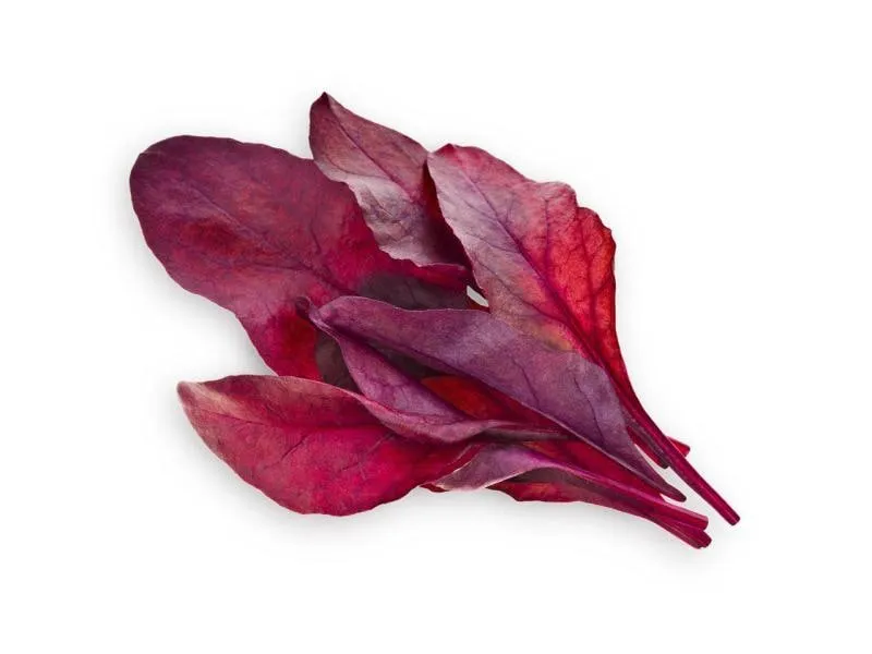 Click and Grow Samen Roter Mangold Click and Grow Samen Roter Mangold