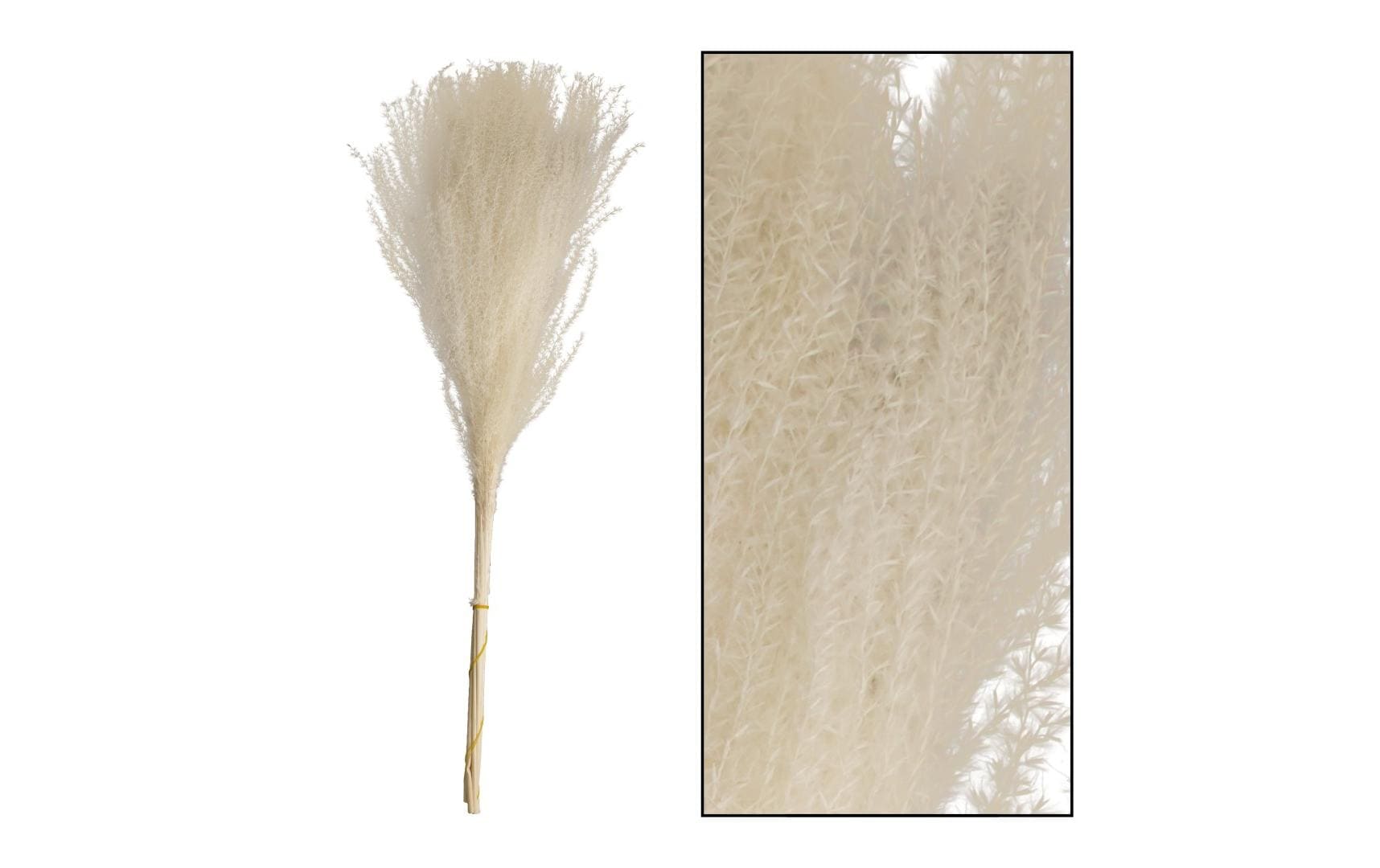 CHALET Trockenblumen Miscantusgras 10 Stück, Weiss CHALET Trockenblumen Miscantusgras 10 Stück, Weiss