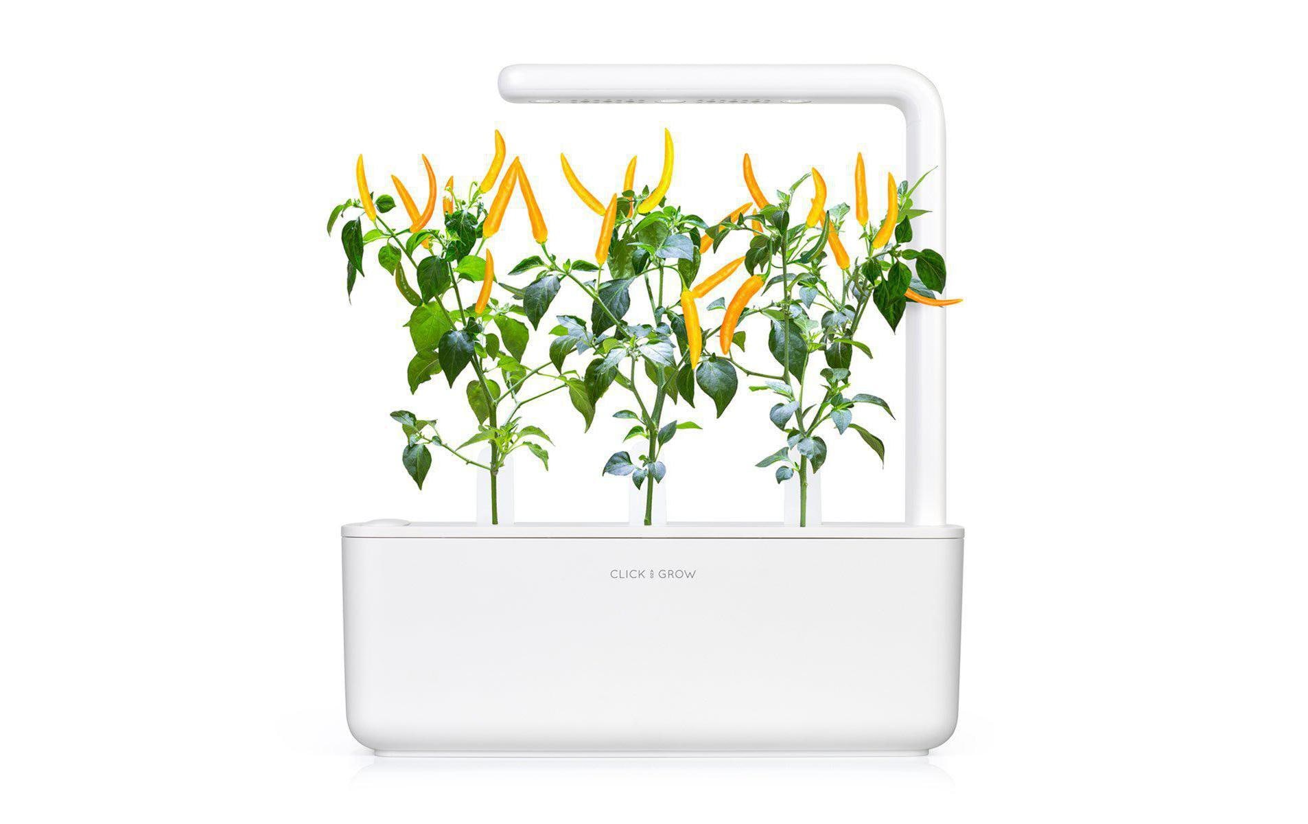 Click and Grow Samen Gelber Chili