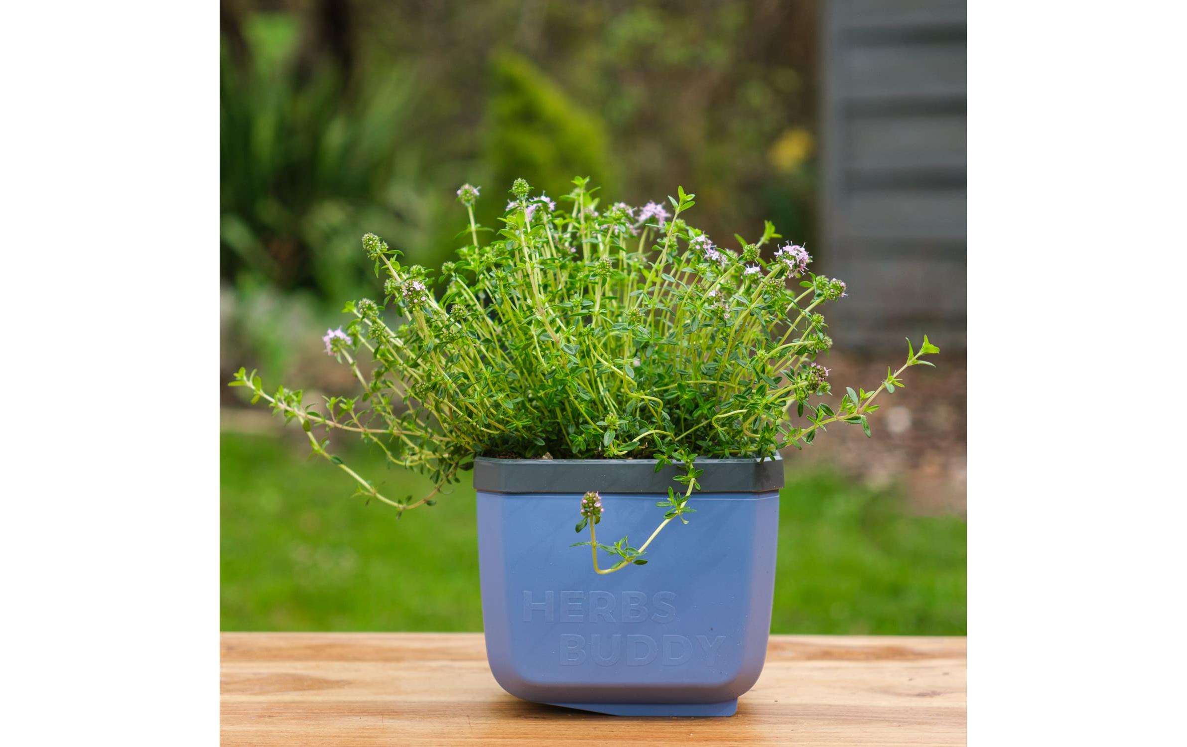 Gusta Garden HERBS BUDDY Kräutertopf Blau