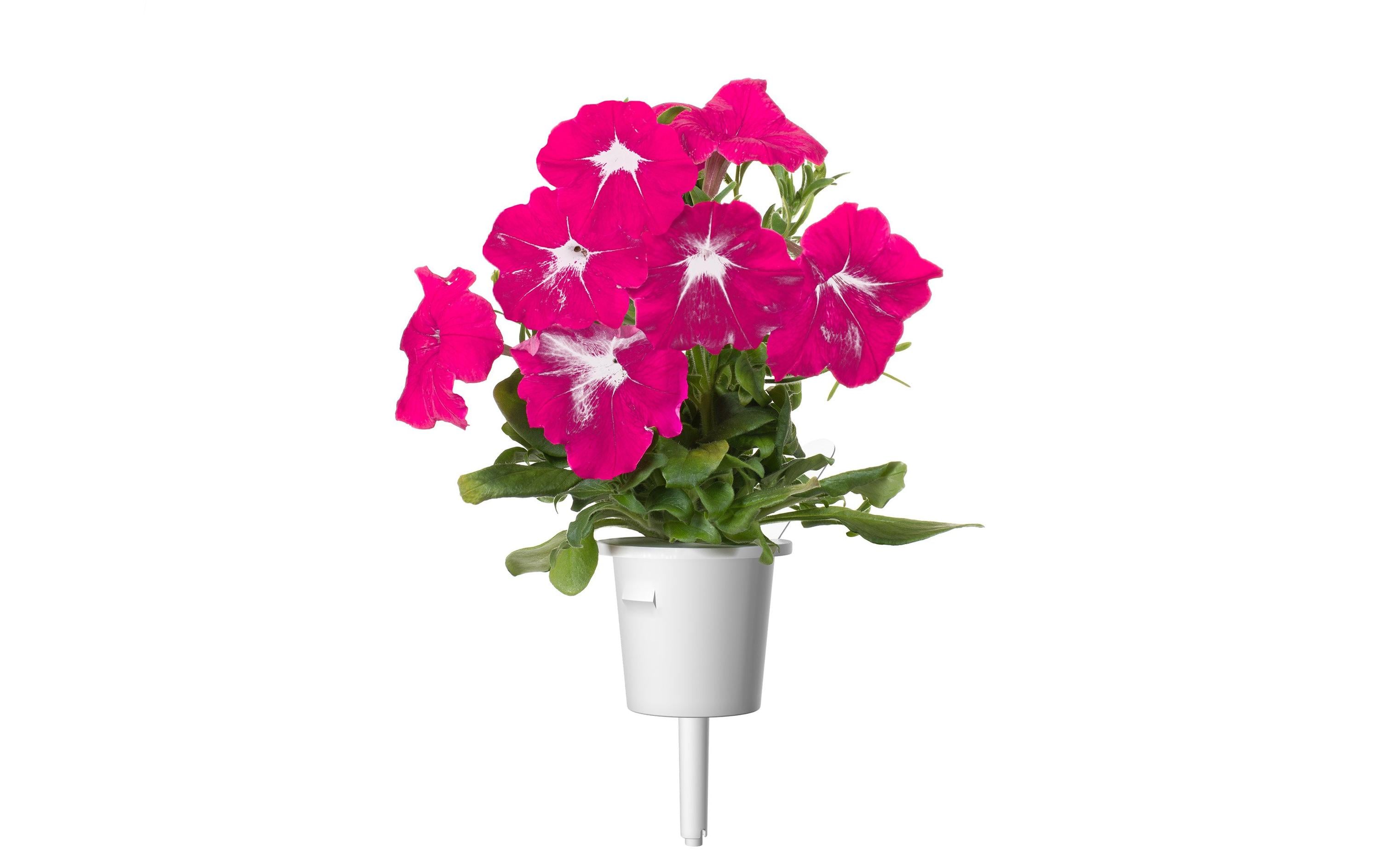 Click and Grow Saatgut Pinke Petunie 3er-Pack