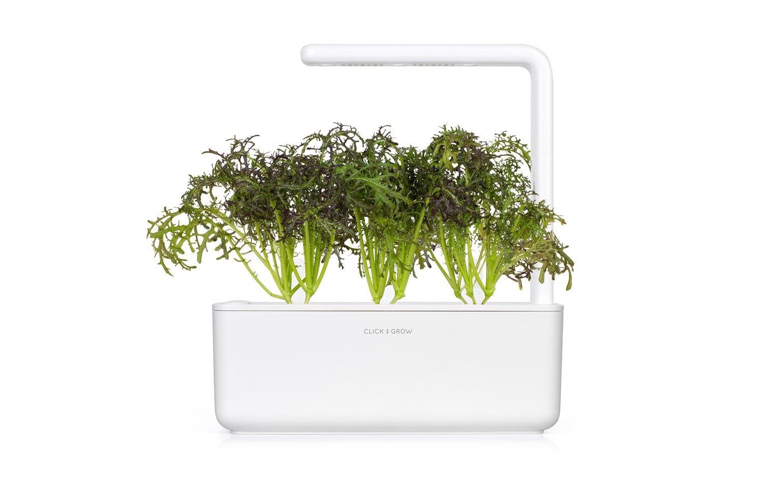 Click and Grow Samen Roter Rüschen-Senf, 3er-Pack