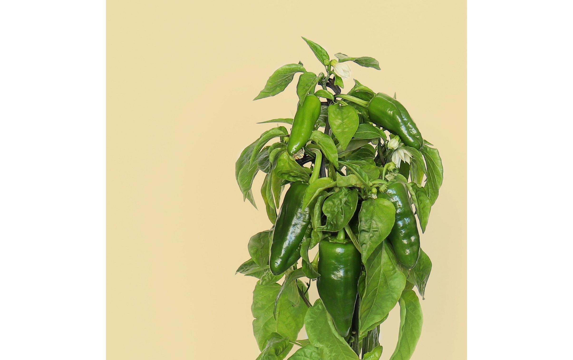 Prêt à Pousser Samen Padron-Paprika