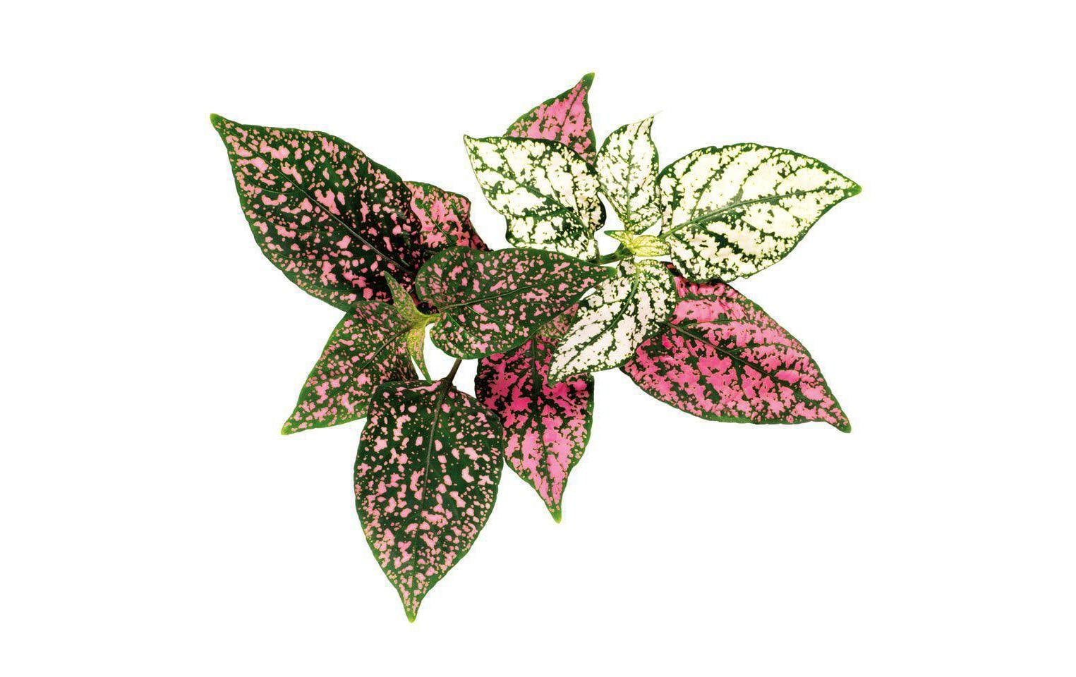 Click and Grow Saatgut Tupfenpflanze Click and Grow Saatgut Tupfenpflanze