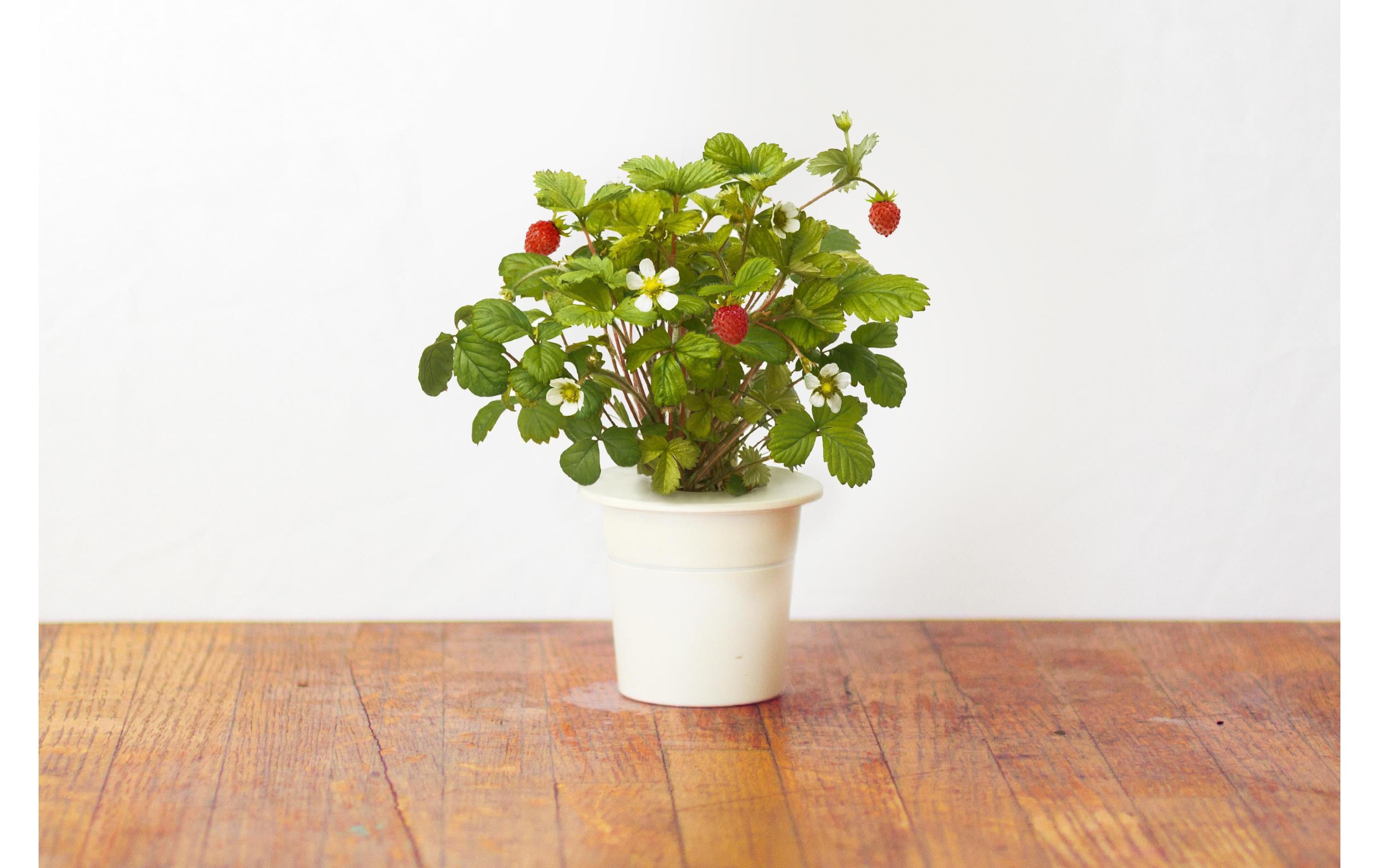 Click and Grow Samen Wilderdbeere Click and Grow Samen Wilderdbeere