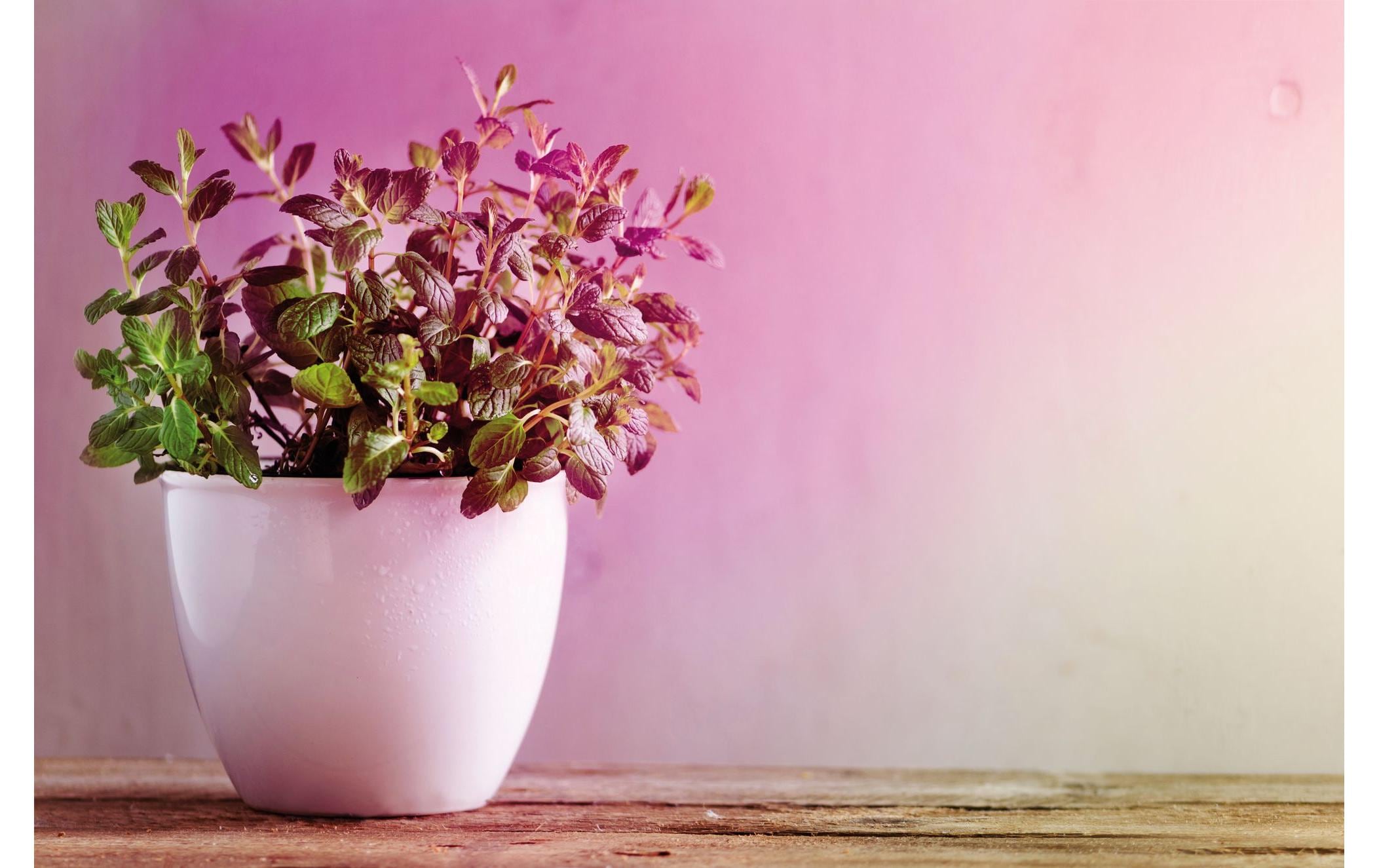 Paulmann Leuchtmittel Grow Green R80 E27, 6.5 W