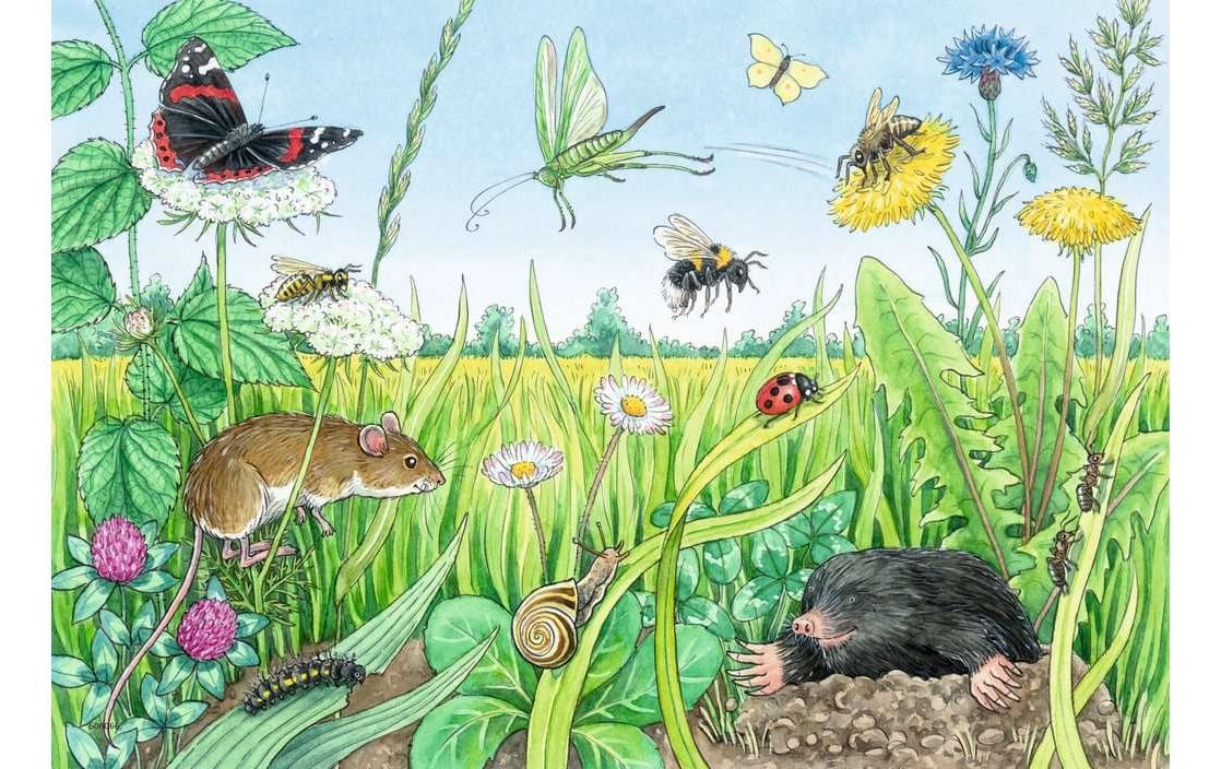 Ravensburger Kleinkinder Puzzle WWW Tiere im Wald und auf der Wiese