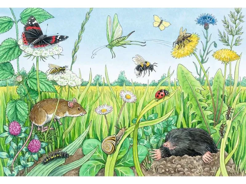Ravensburger Kleinkinder Puzzle WWW Tiere im Wald und auf der Wiese Ravensburger Kleinkinder Puzzle WWW Tiere im Wald und auf der Wiese