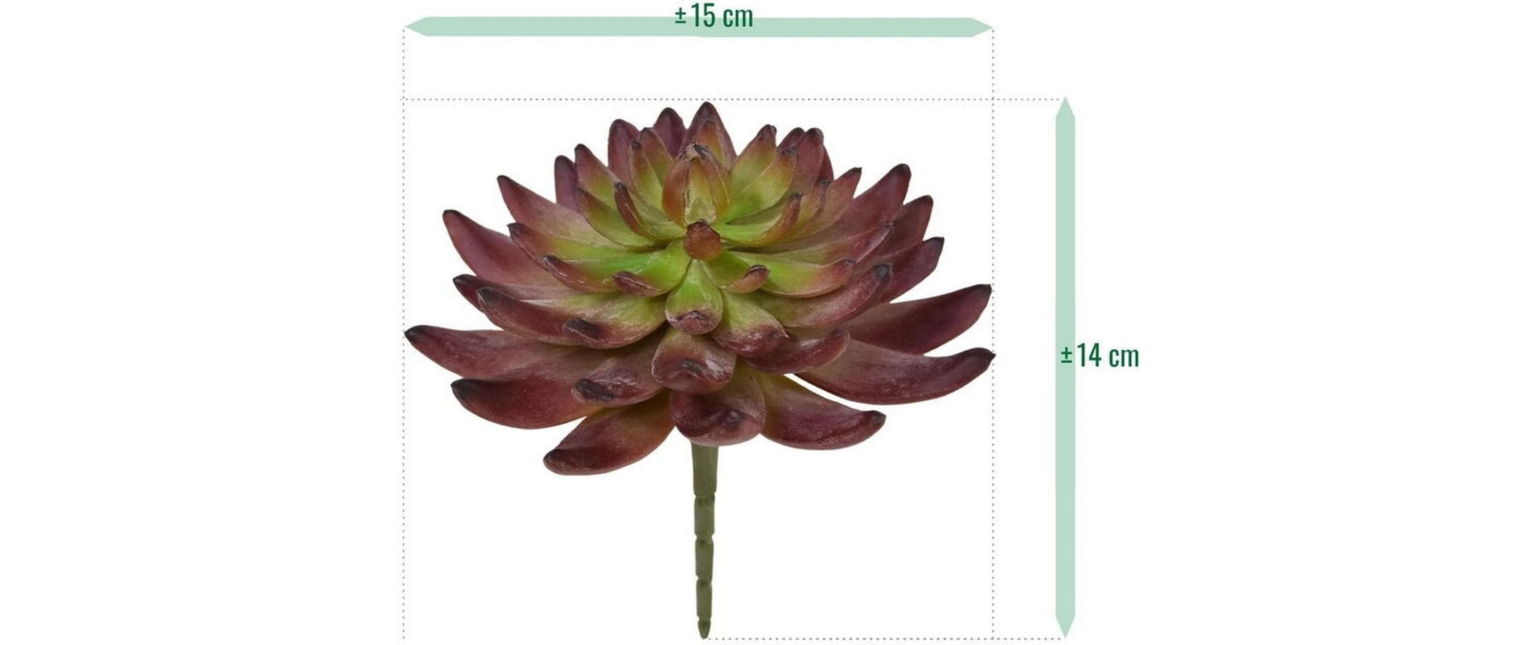 Botanic-Haus Kunstpflanze Echeveria Kaktus 14 cm