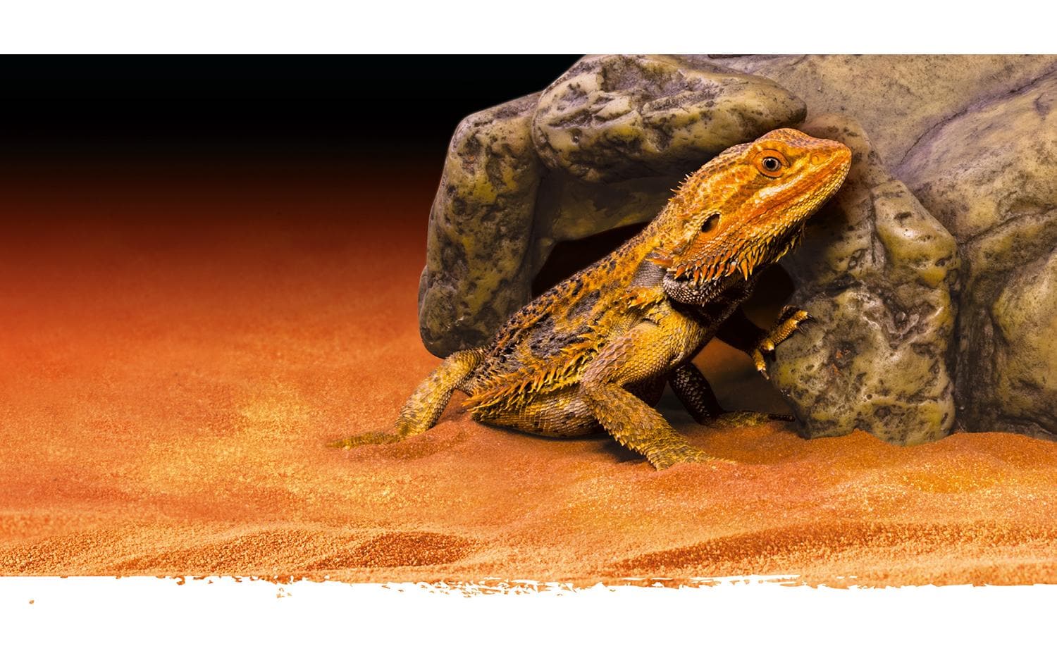 Exo Terra Höhle Reptile Cave L, 10 x 26 x 19 cm Exo Terra Höhle Reptile Cave L, 10 x 26 x 19 cm