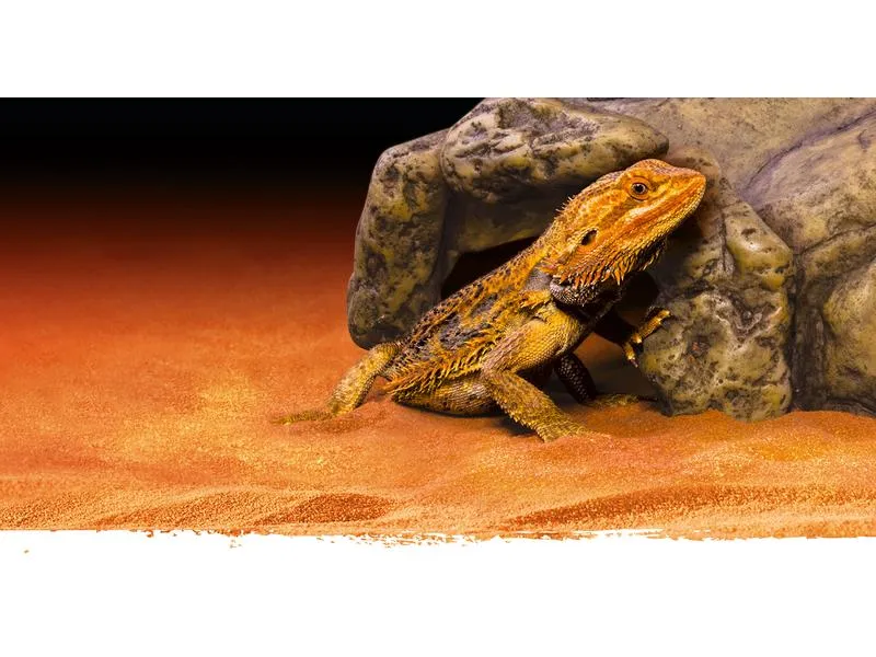 Exo Terra Höhle Reptile Cave S, 8 x 15 x 14 cm
