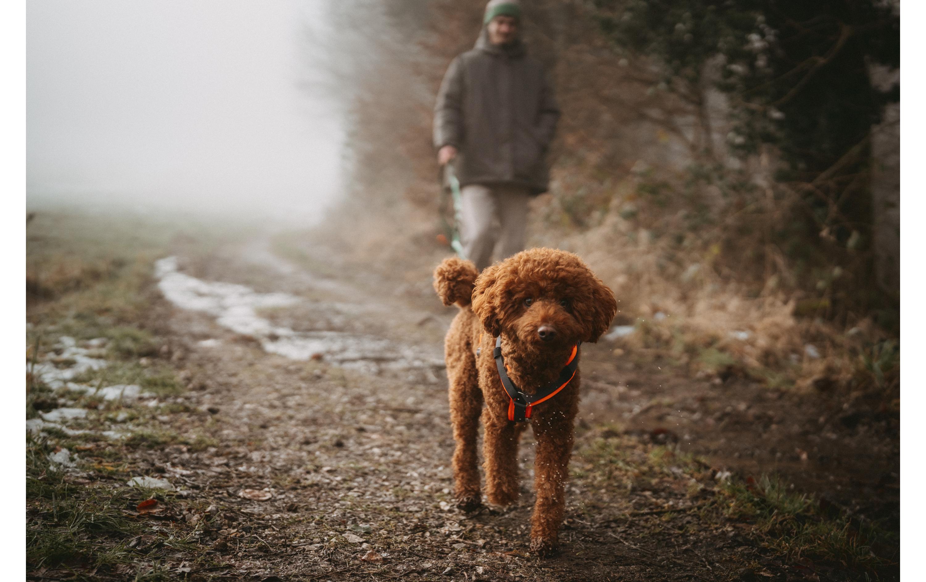 Hunter Geschirr Maldon UP L orange/grau