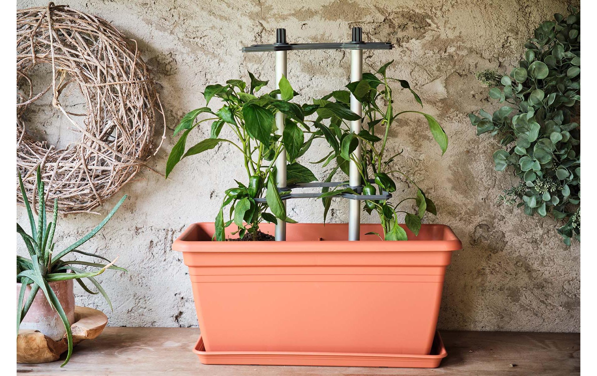 Gusta Garden CHILI BUDDY Rankhilfe für Chilis & Paprika im 3er Set Silber