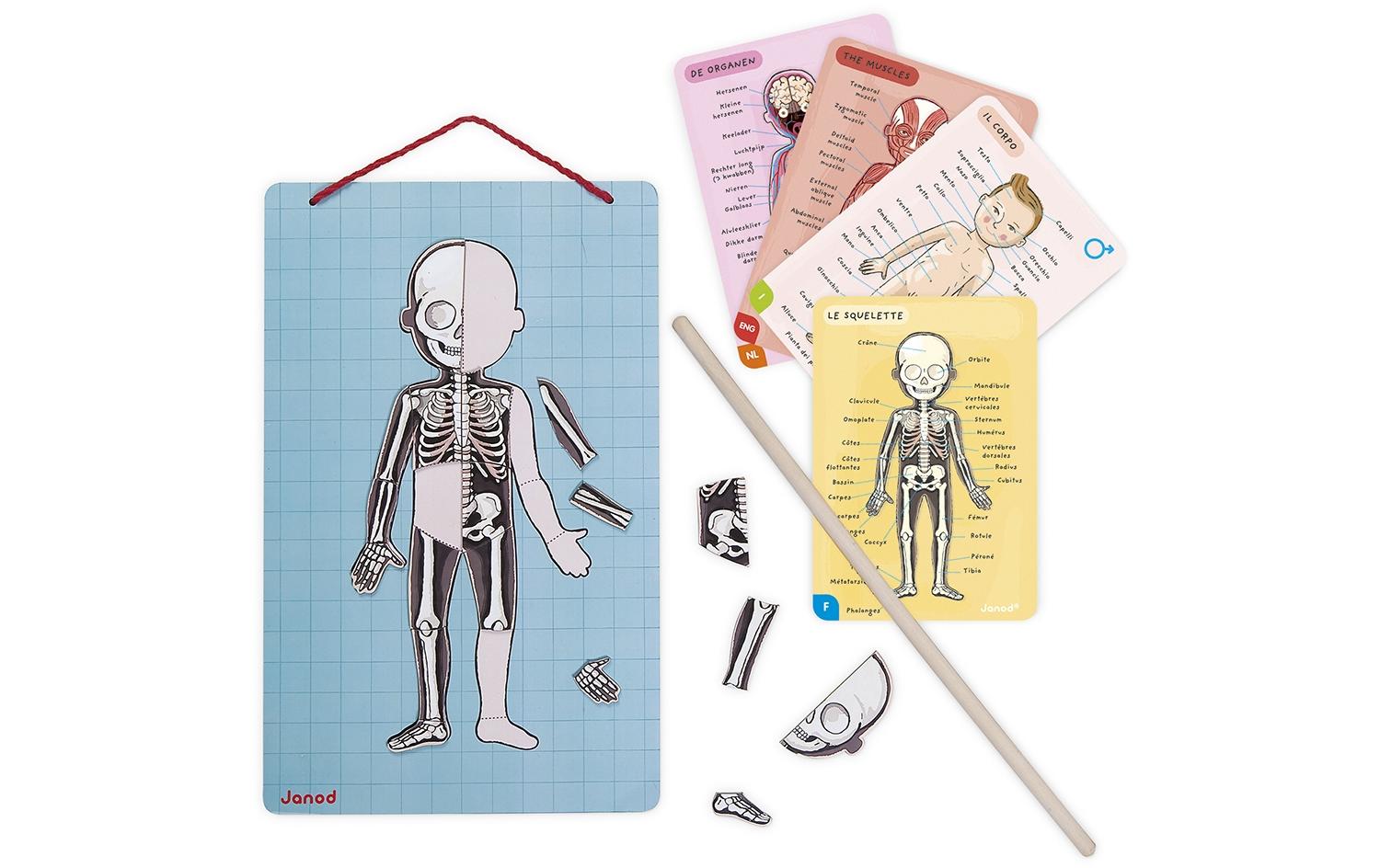 Janod Kinderspiel Magnetspiel Körper