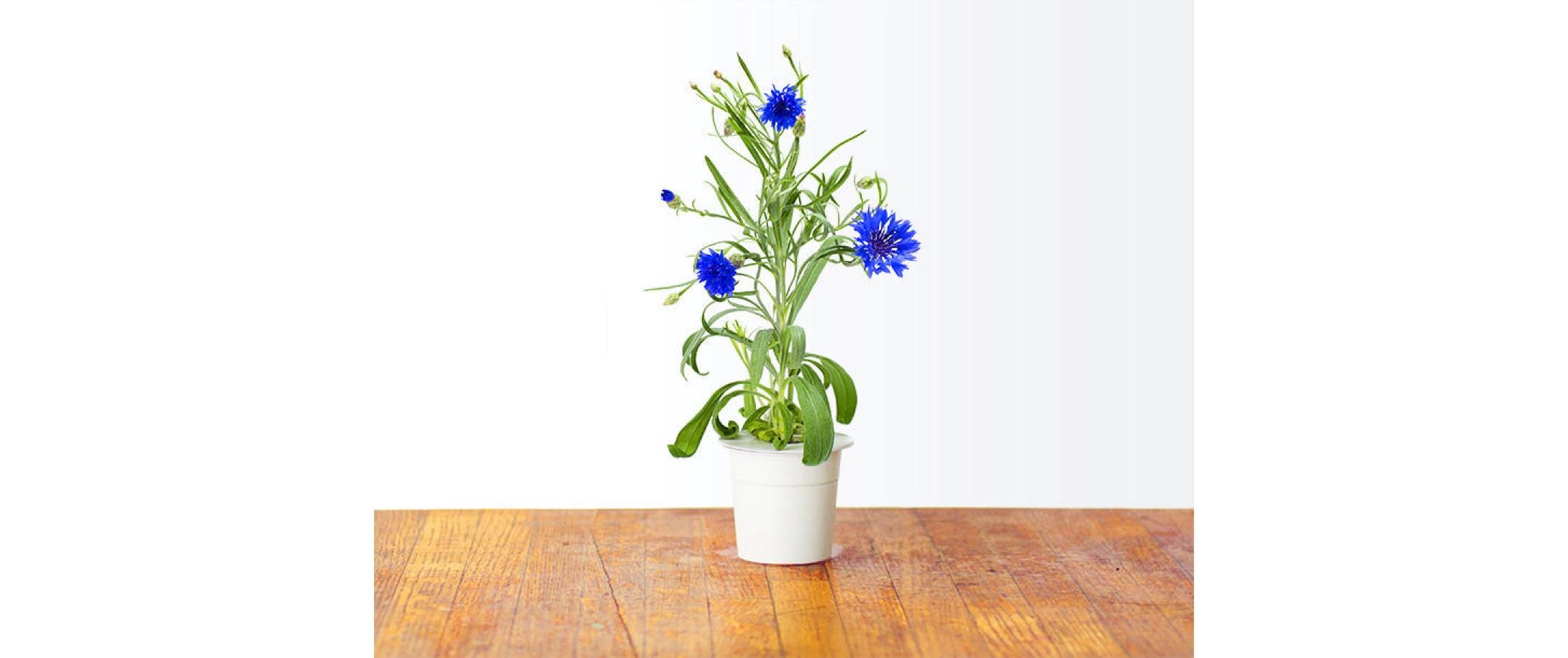 Click and Grow Saatgut Kornblume Click and Grow Saatgut Kornblume