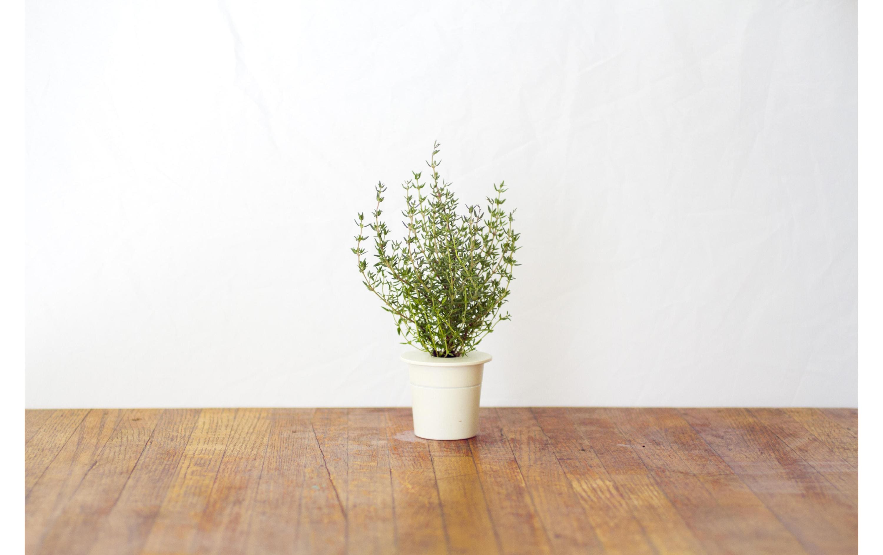 Click and Grow Samen Thymian Click and Grow Samen Thymian