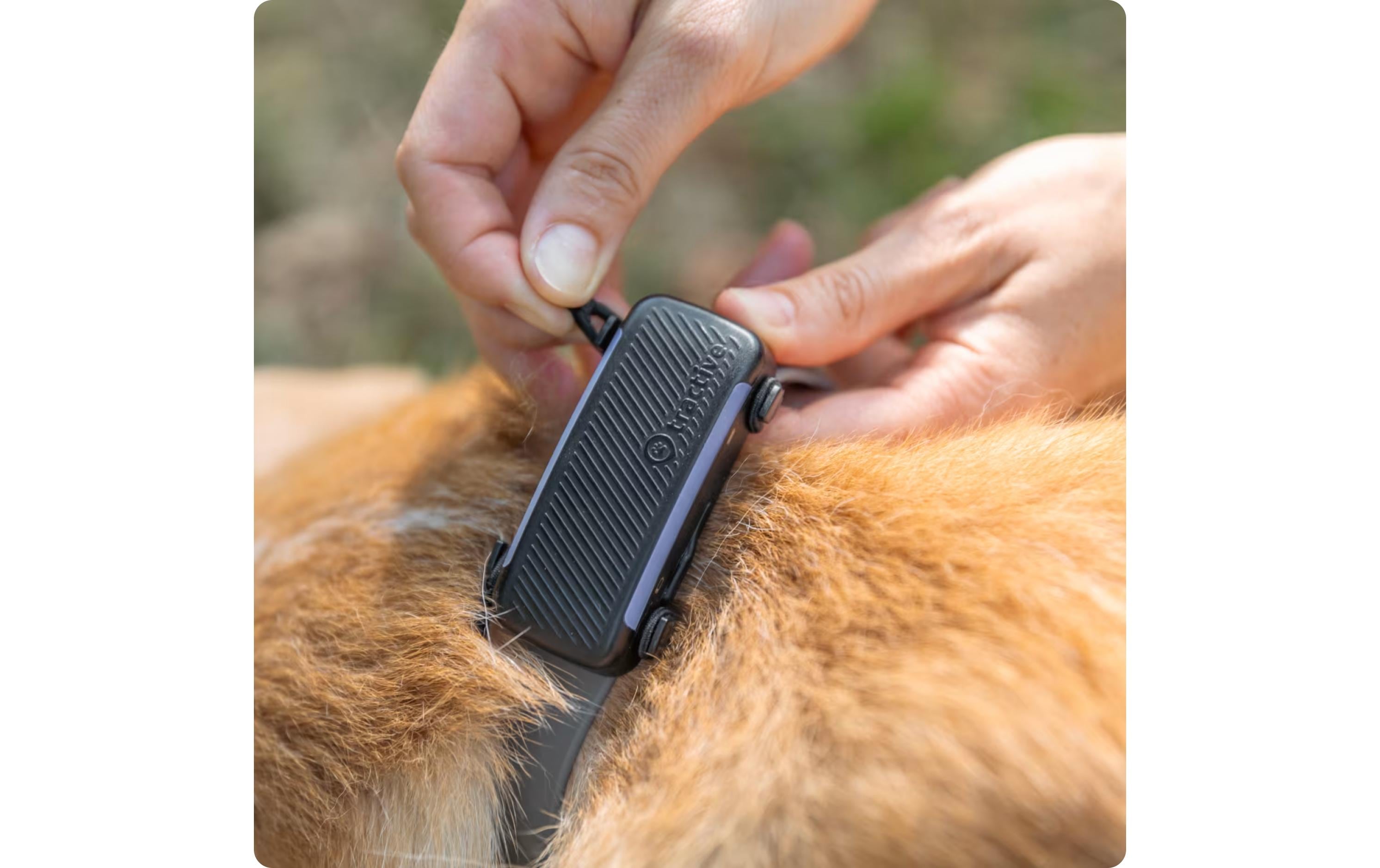 tractive GPS-Tracker Dog 6 Textilklammer S 2 Stück