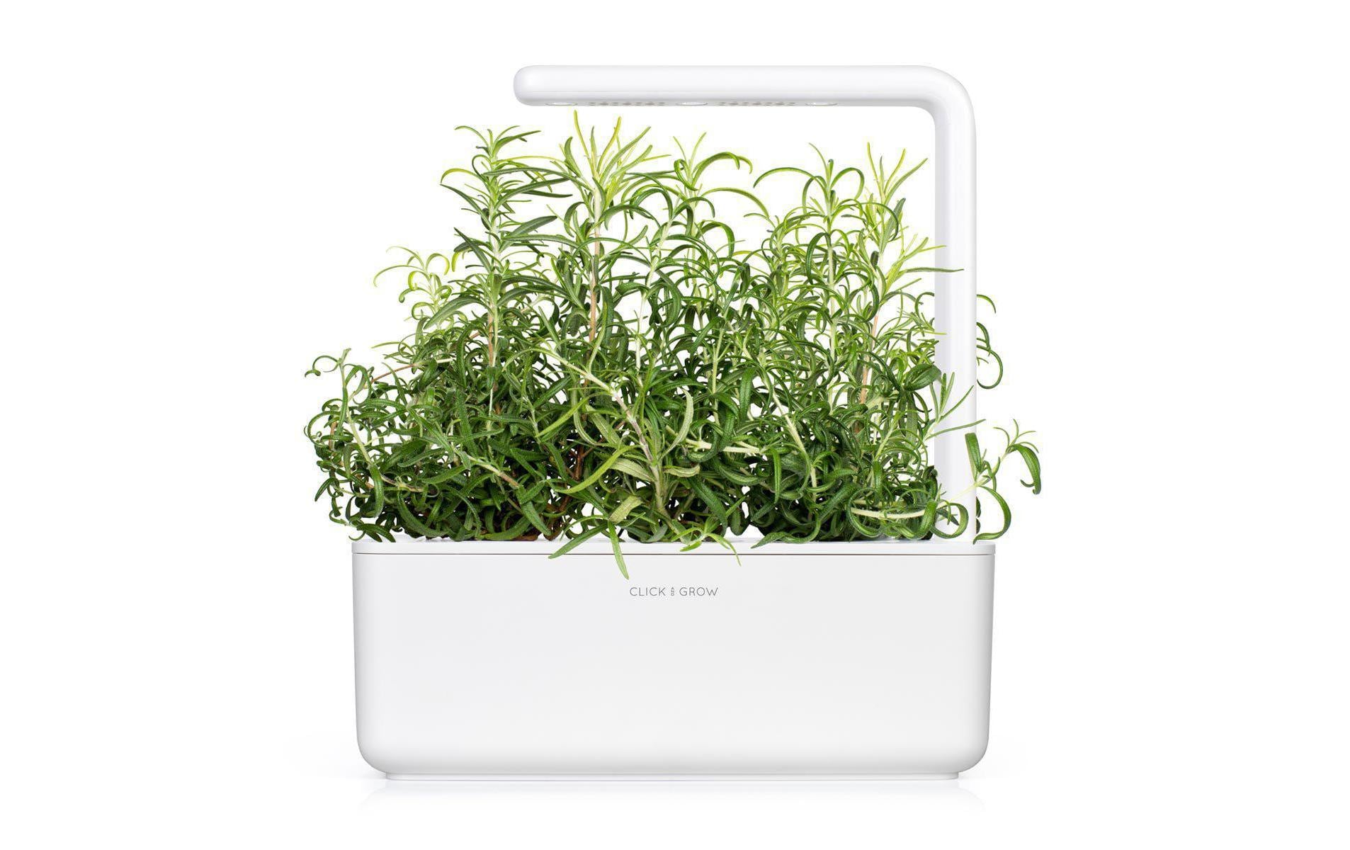 Click and Grow Samen Rosmarin Click and Grow Samen Rosmarin