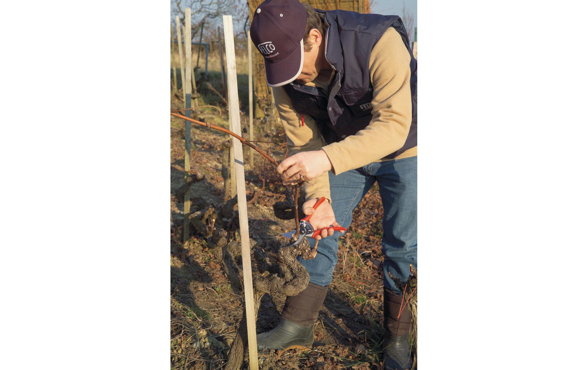 Felco Gartenschere 11