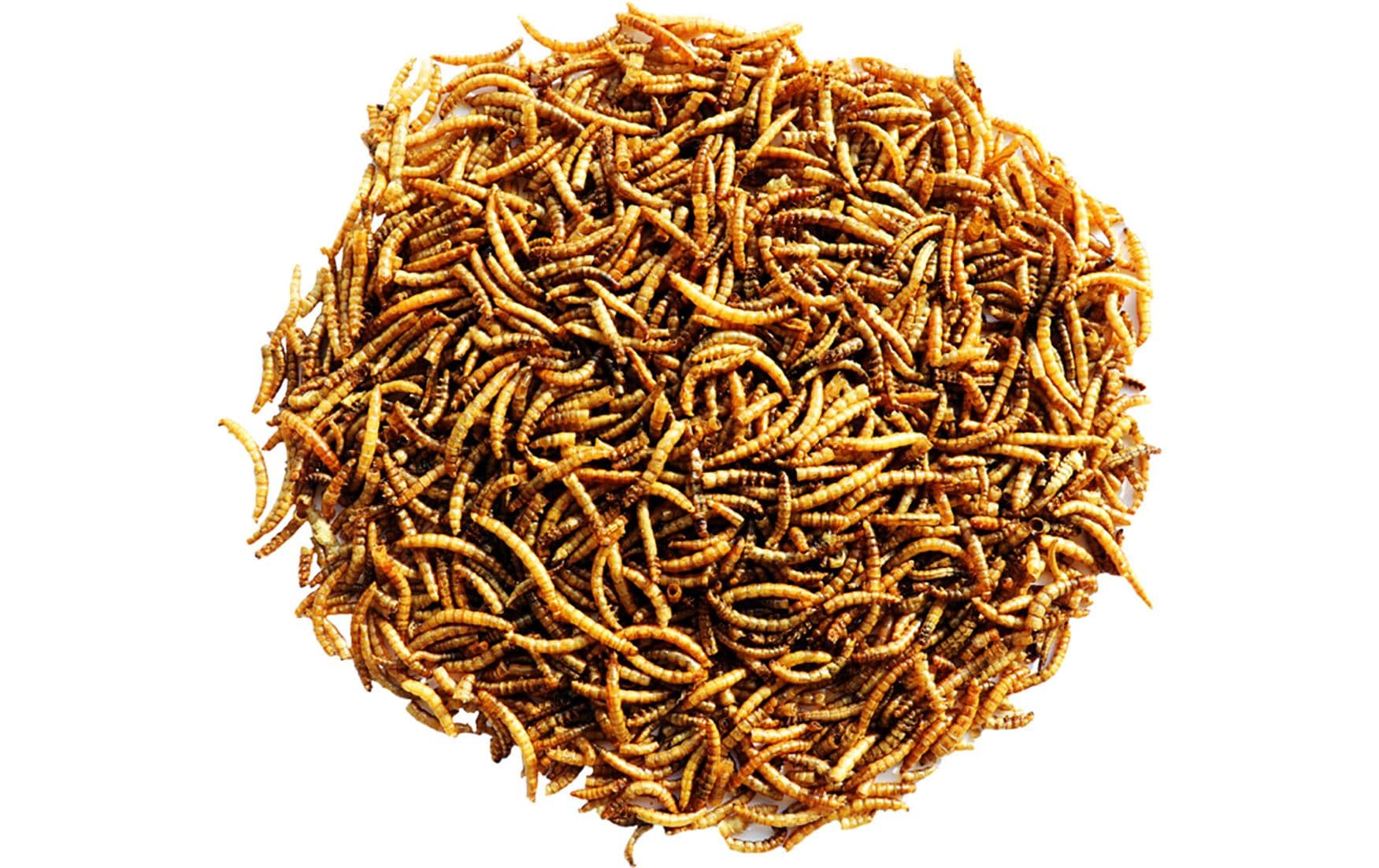 Versele Laga Vogelfutter Getrocknete Mehlwürmer, 300g