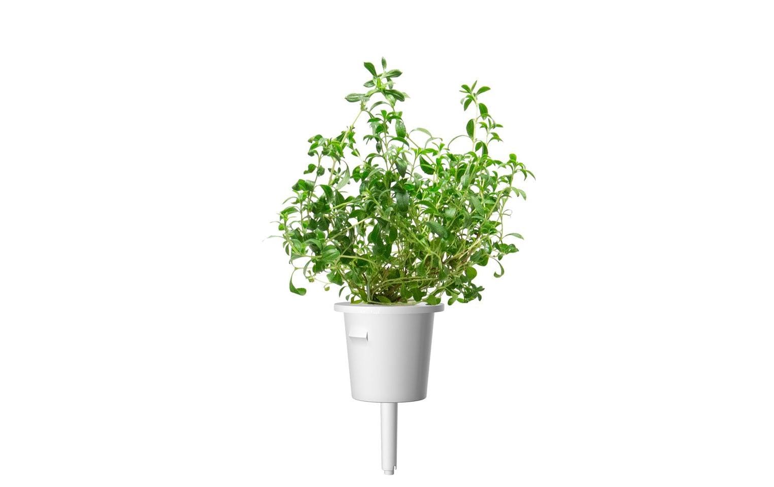 Click and Grow Samen Bergbohnenkraut, 3er-Pack