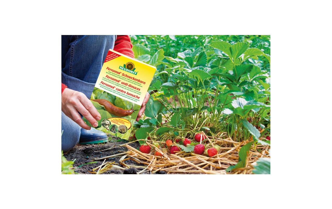 Neudorff Ferramol Schneckenkorn, 800 g Neudorff Ferramol Schneckenkorn, 800 g