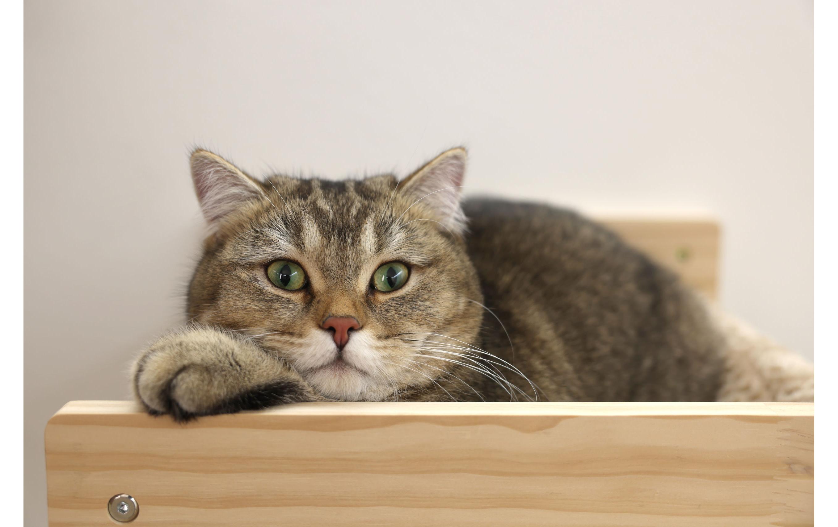 Kerbl Hängematte Timber 38 cm x 33.5 cm x 16 cm