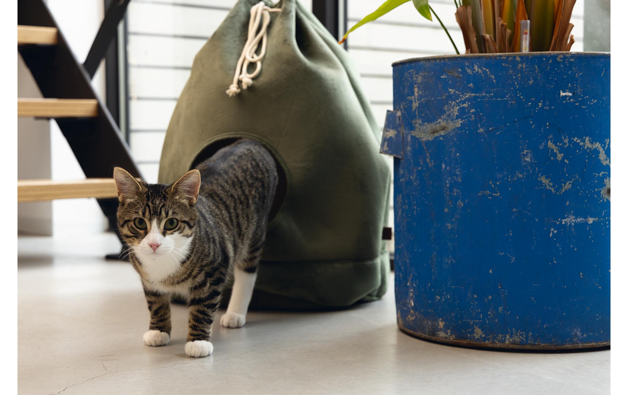 Designed by Lotte Katzenhöhle Vilar Ø 45, Grün