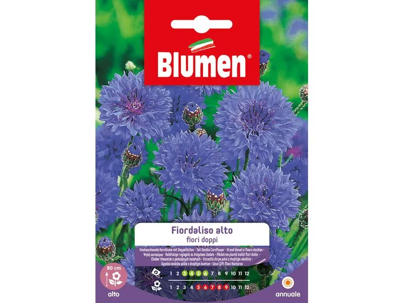 Blumen Saatgut Kornblume gefüllt hoch