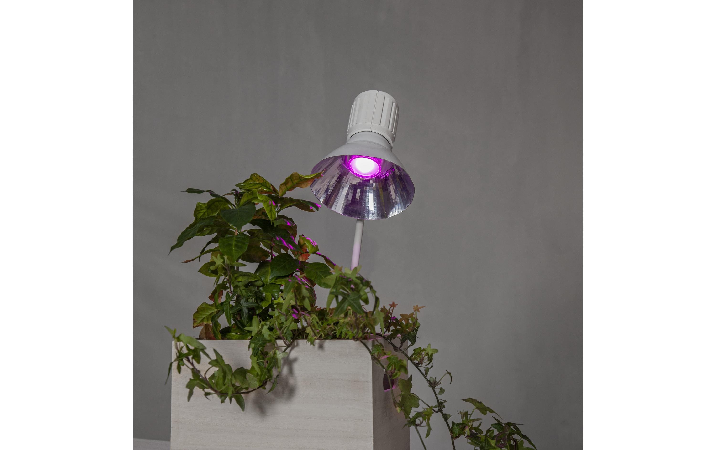 Star Trading Leuchtmittel LED Pflanzen GU10, 3.5 W, 42 lm