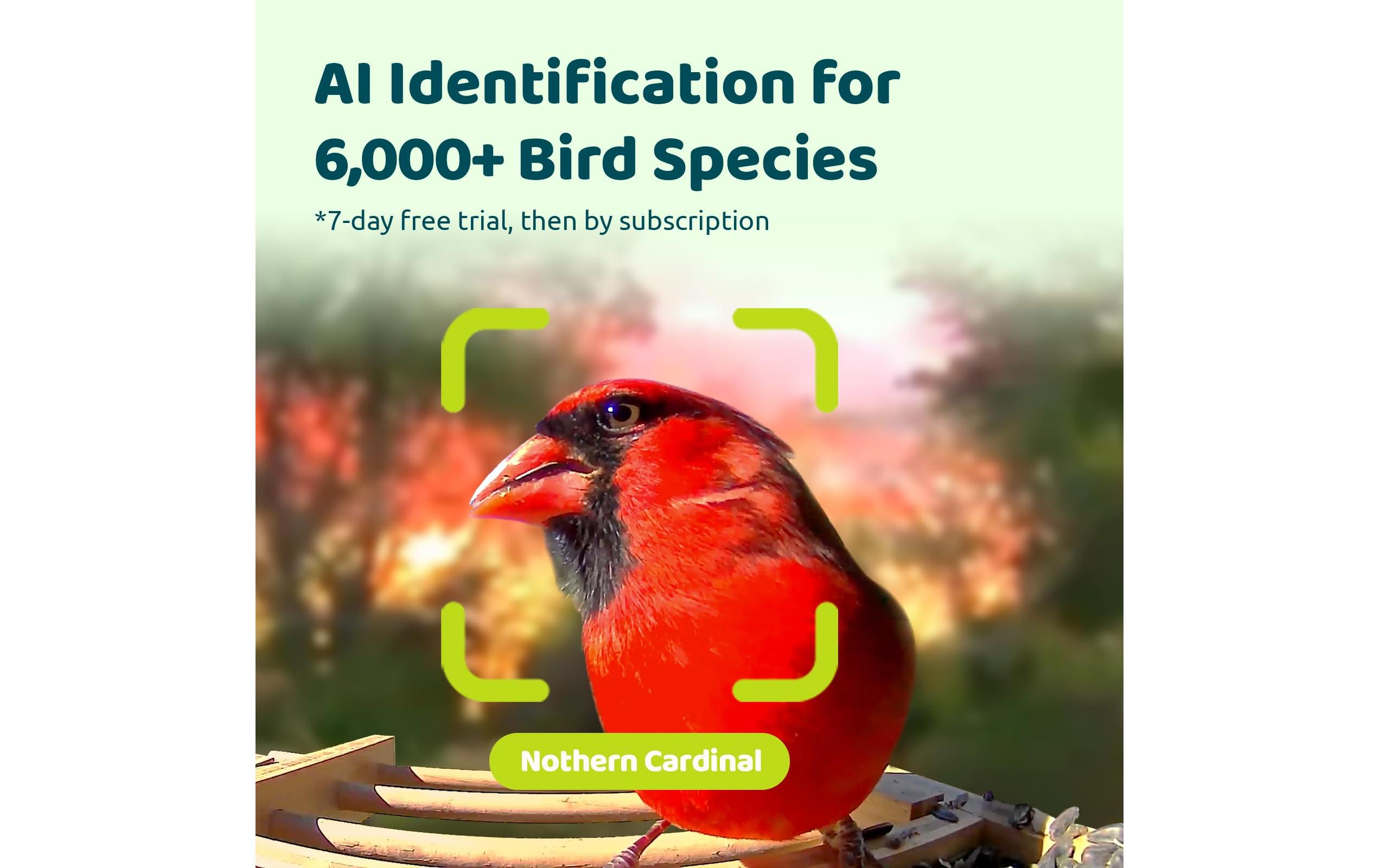 Birdfy Futterspender FSC Bambus Mini Solar