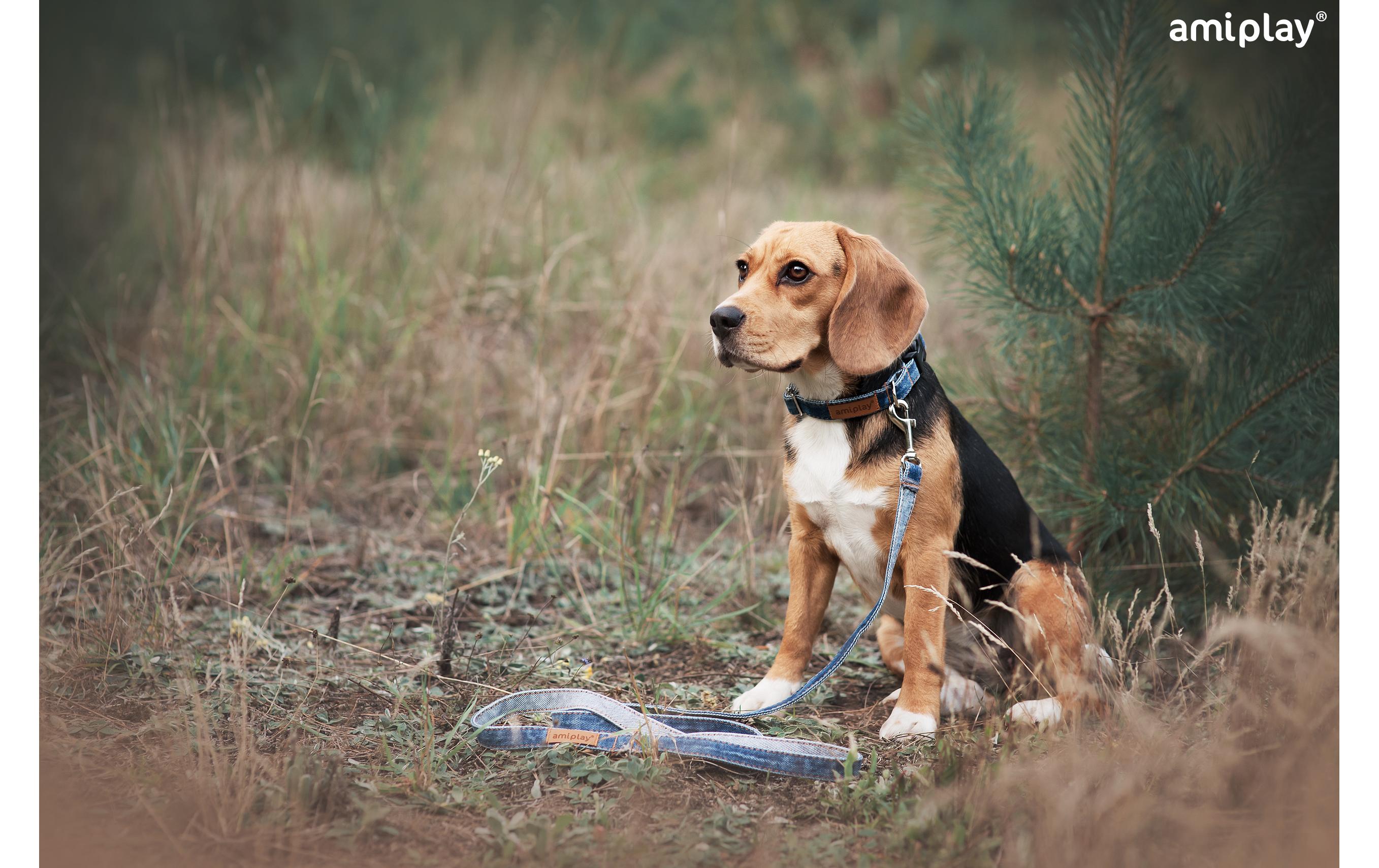 amiplay Hundeleine Denim, 1.4 m, Hellblau