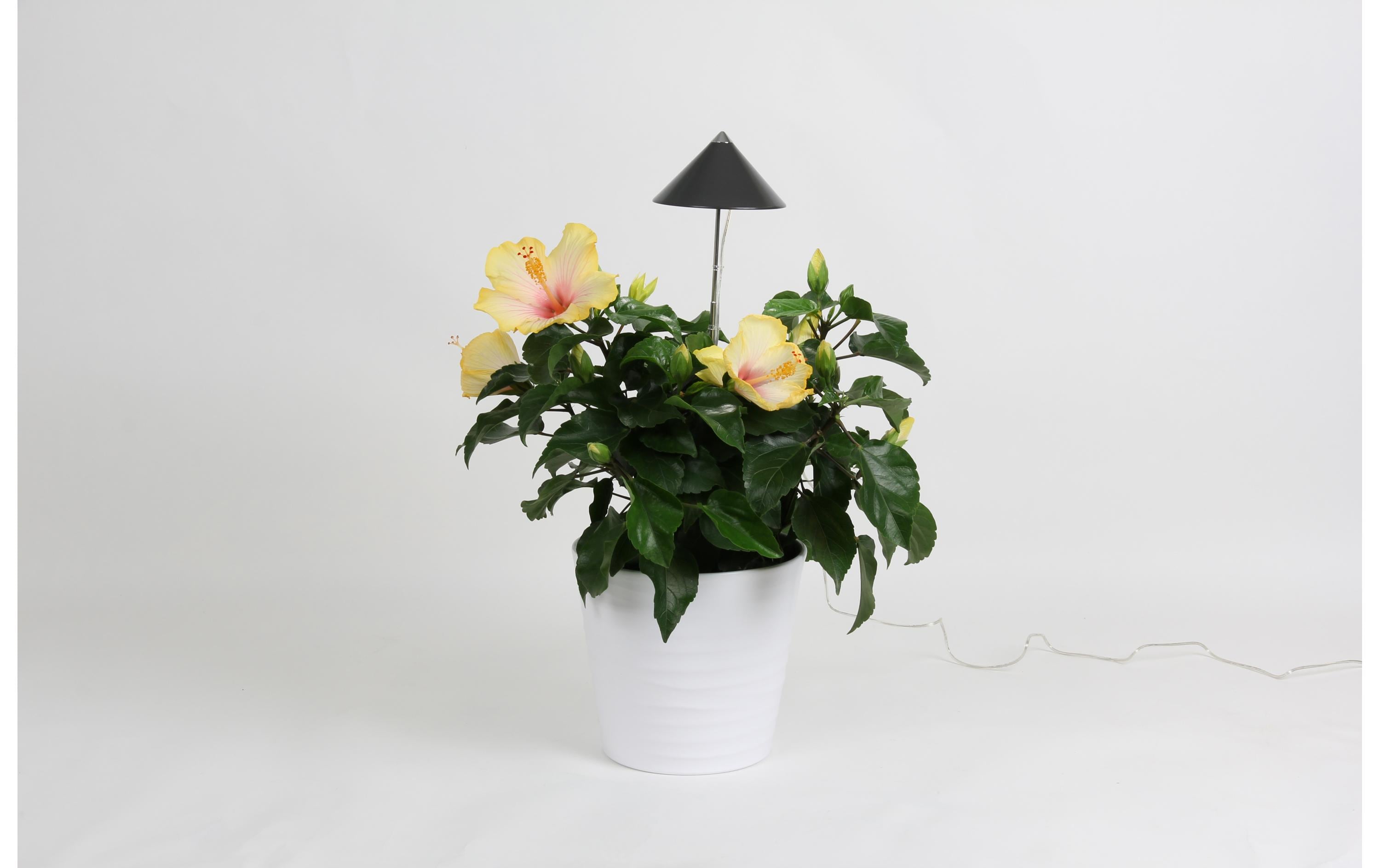 Venso Solutions Pflanzenleuchte SunLite 7 W, Grau