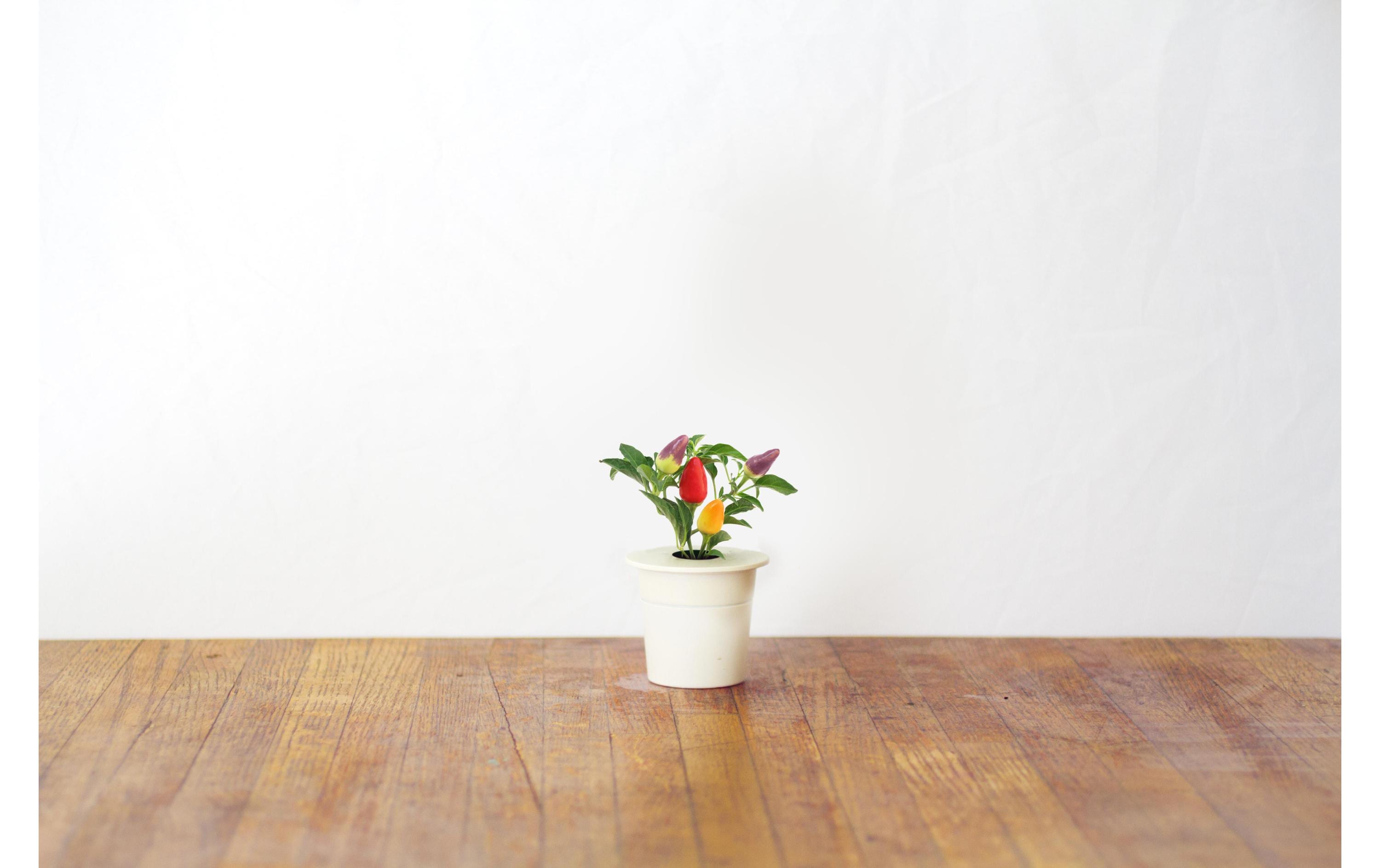 Click and Grow Samen Chili