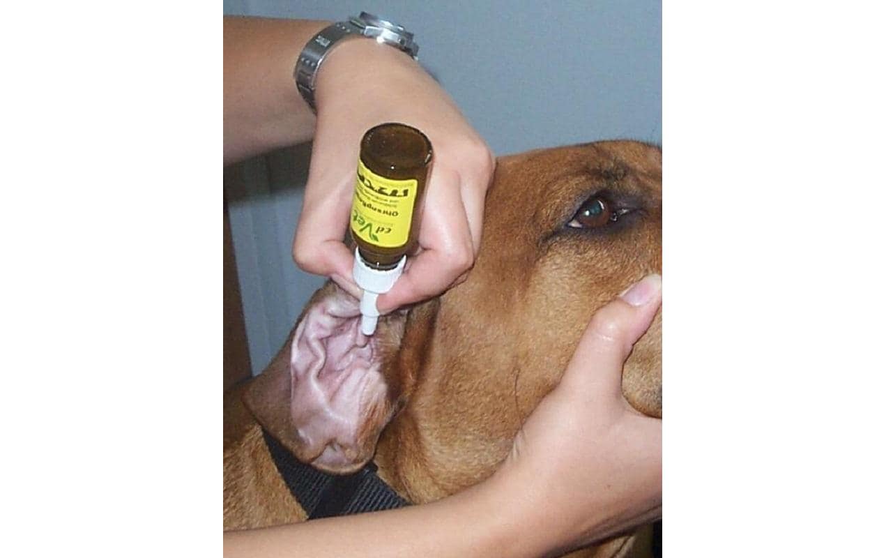 cdVet Ohrenreiniger Ohrenpflege, 20 ml cdVet Ohrenreiniger Ohrenpflege, 20 ml